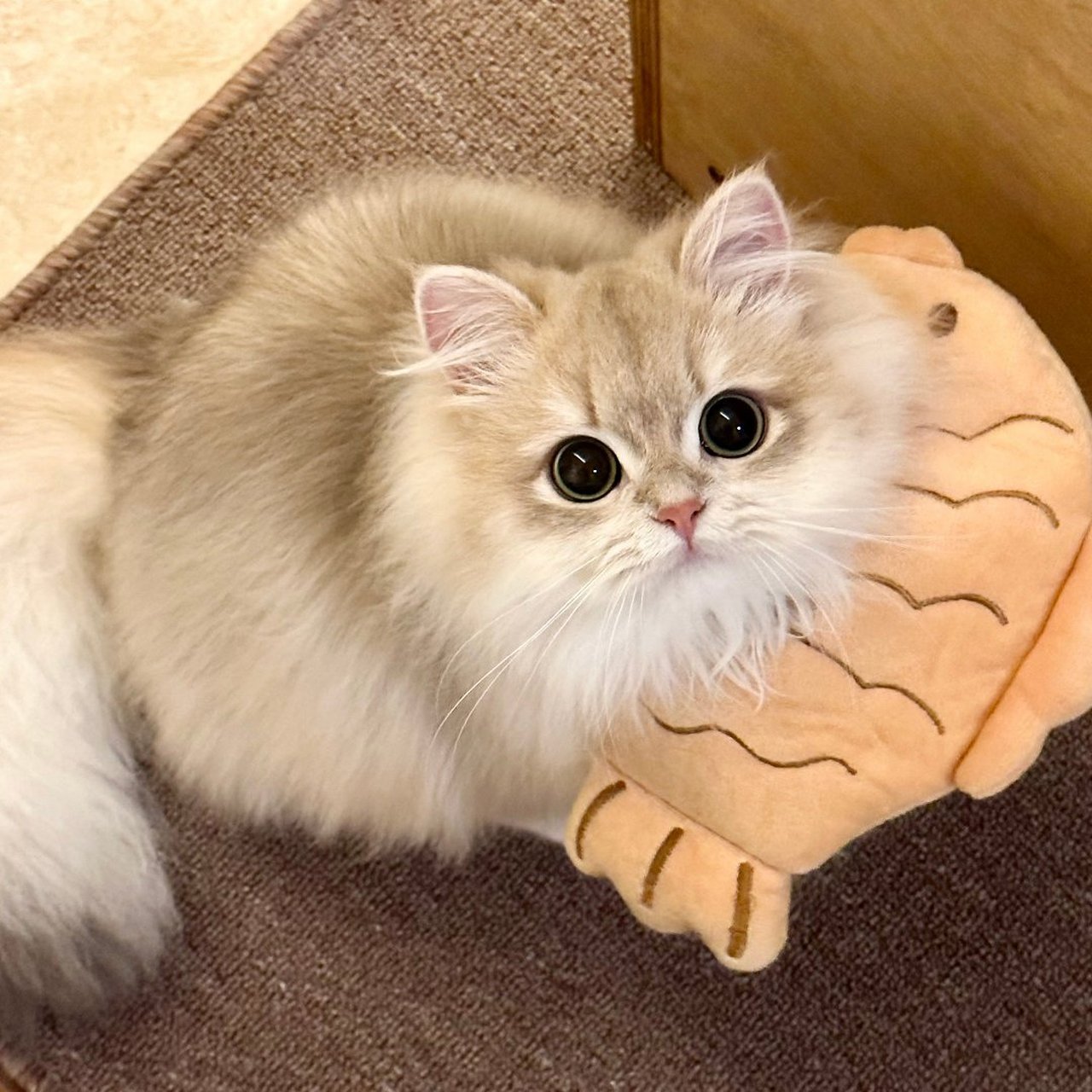图文动态同步大赛#小猫头像合集