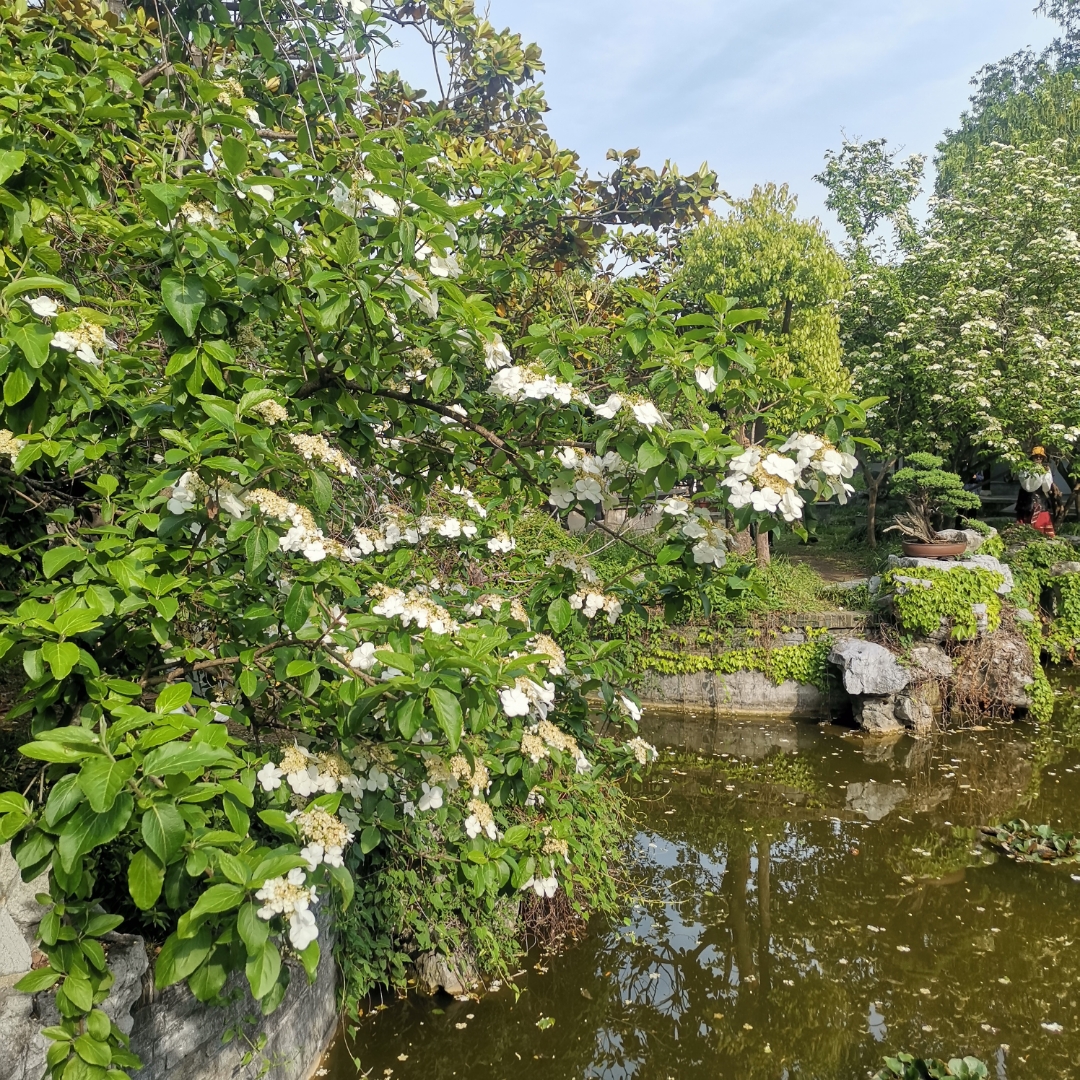 扬州三月琼花开扬州琼花观