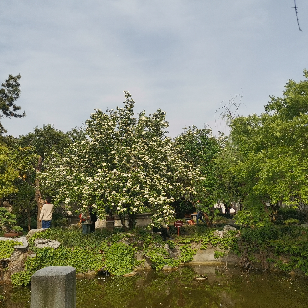 扬州三月琼花开扬州琼花观