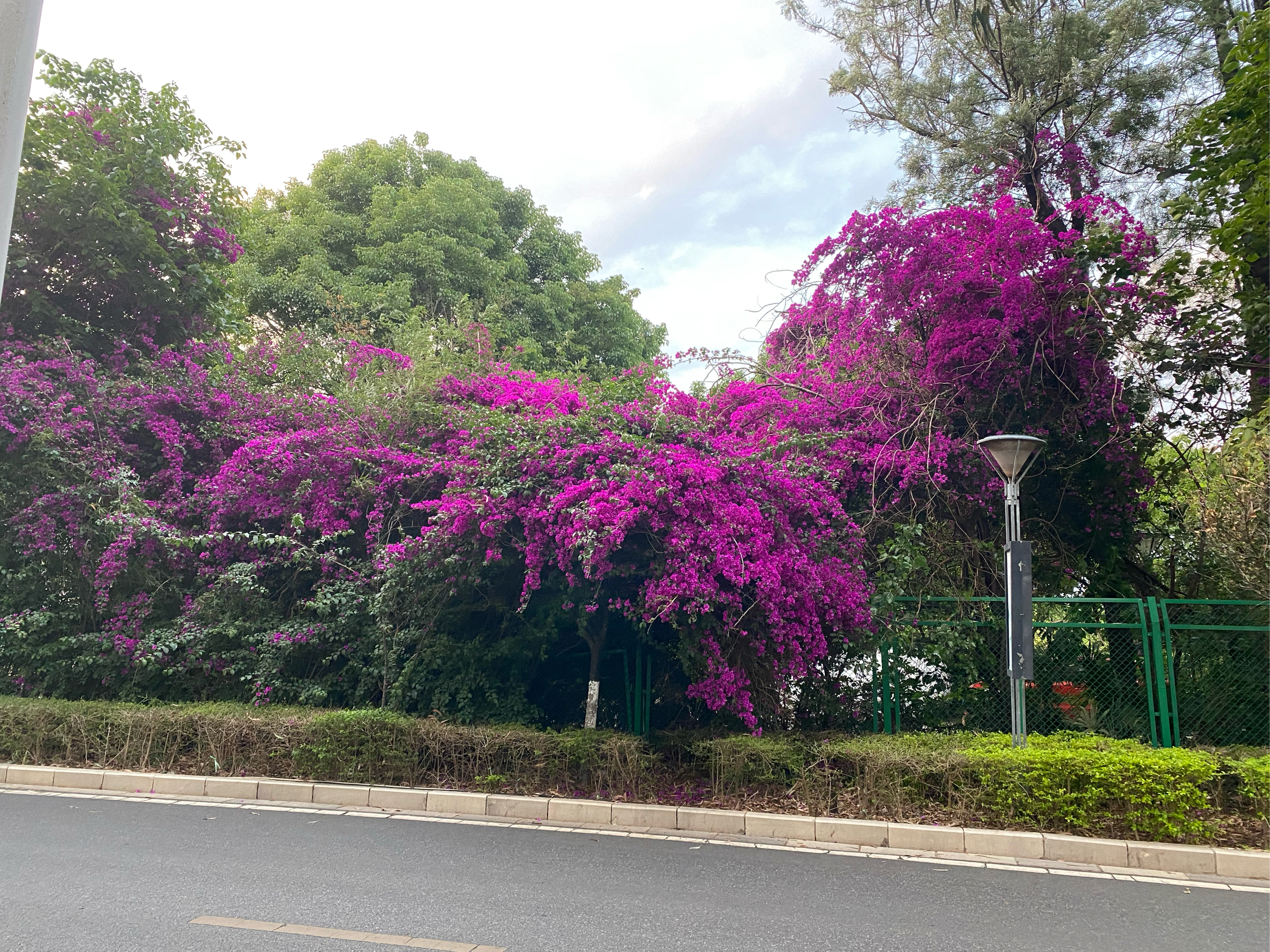 三角梅花廊图片