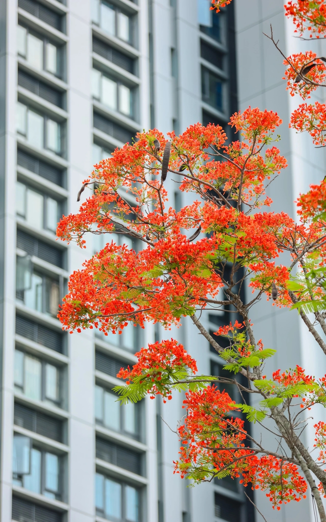 海南大学凤凰花图片