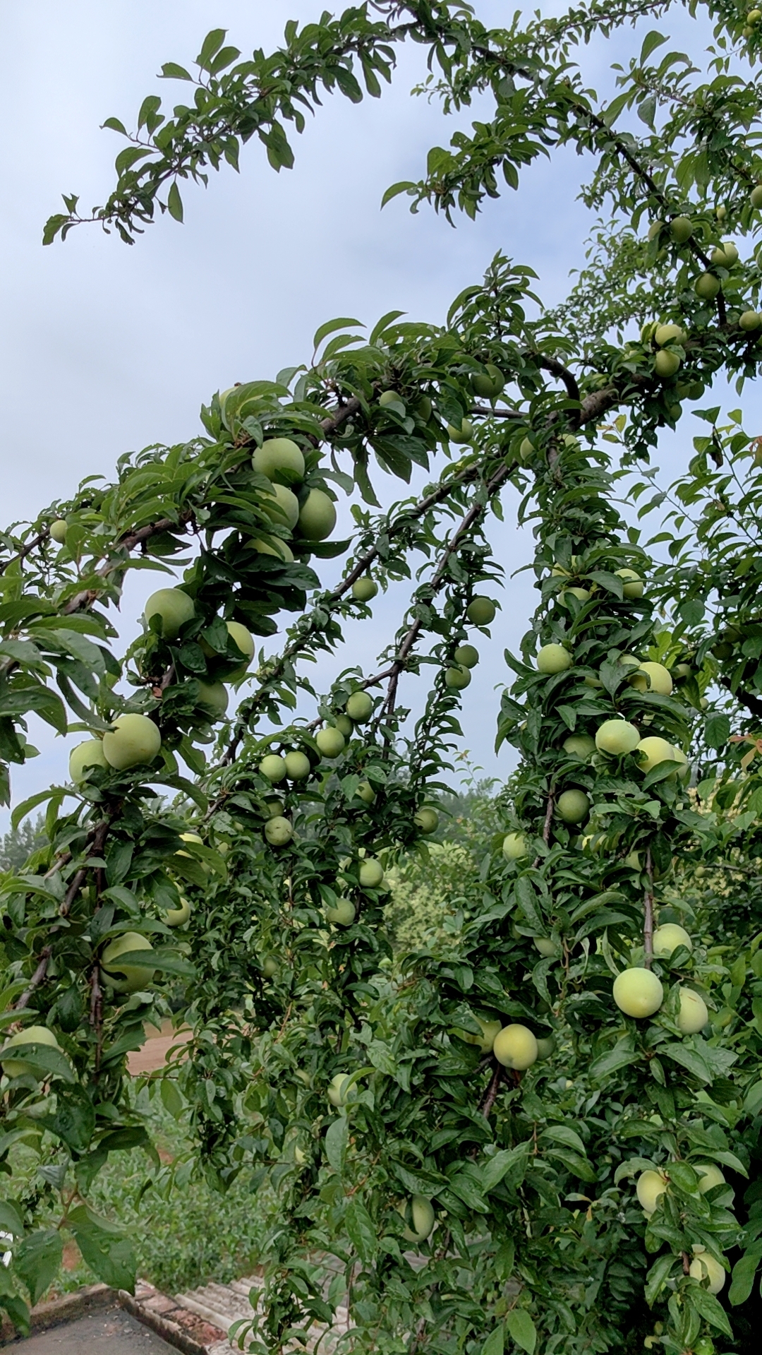 家乡丰收的梅子树!