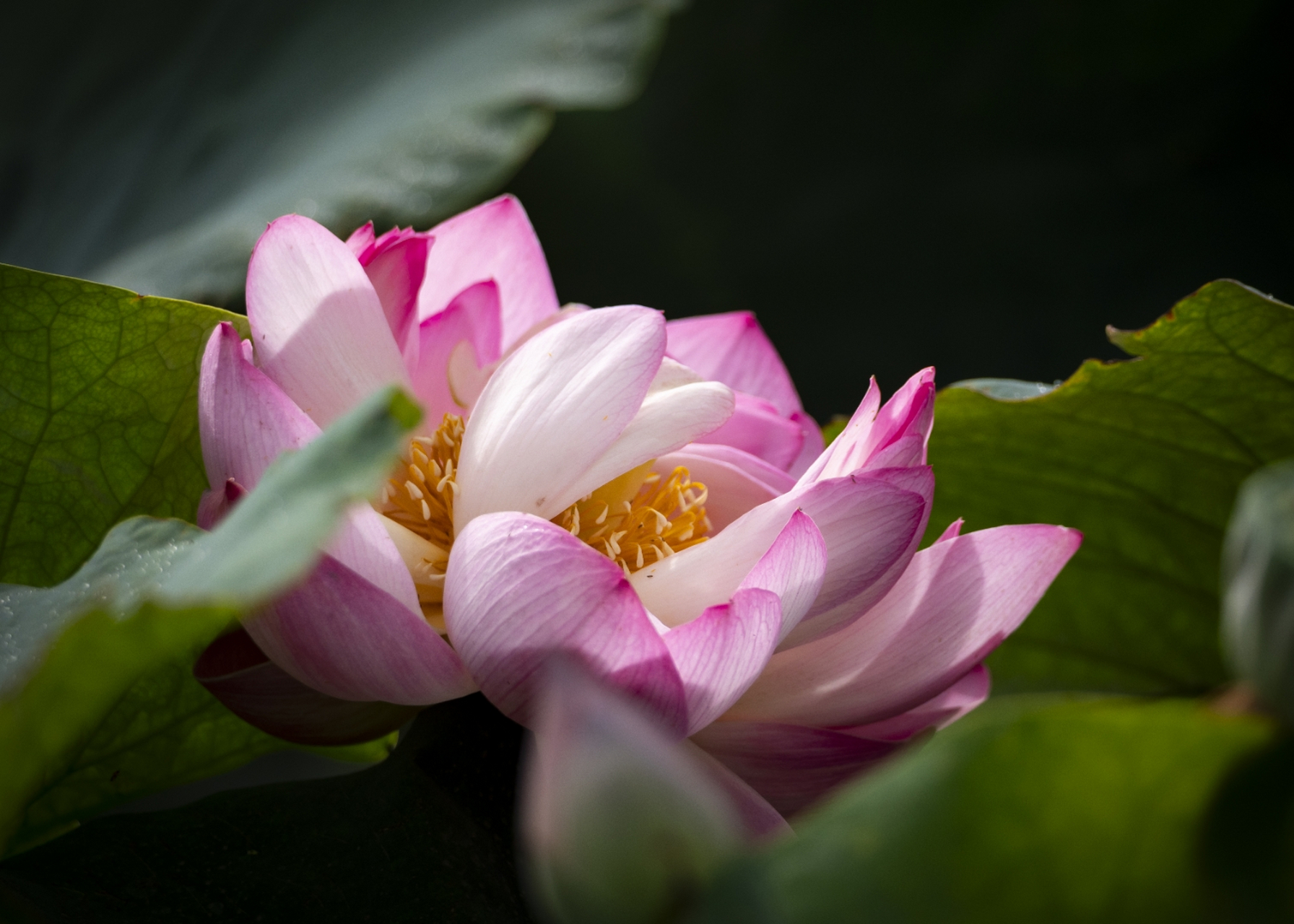 夏意浓,荷花香,微风不燥,岁月静好.