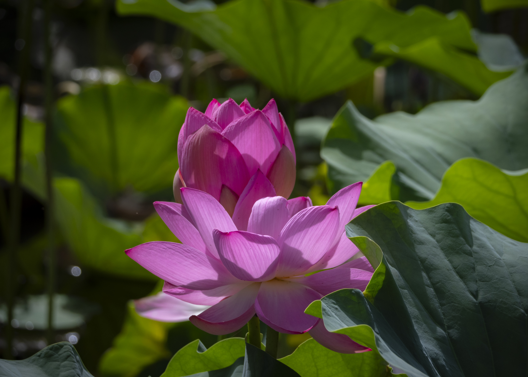 夏意浓,荷花香,微风不燥,岁月静好.