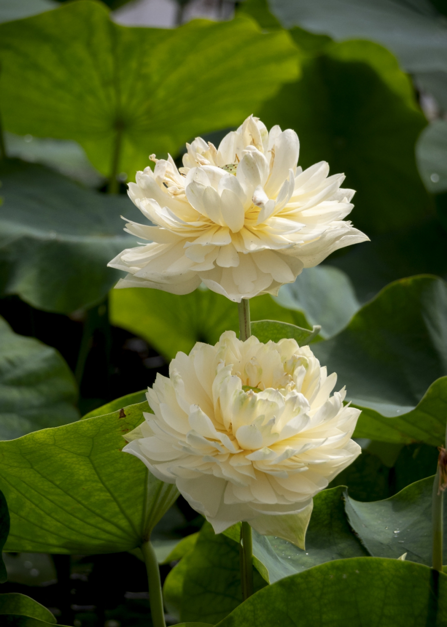 夏意浓,荷花香,微风不燥,岁月静好.
