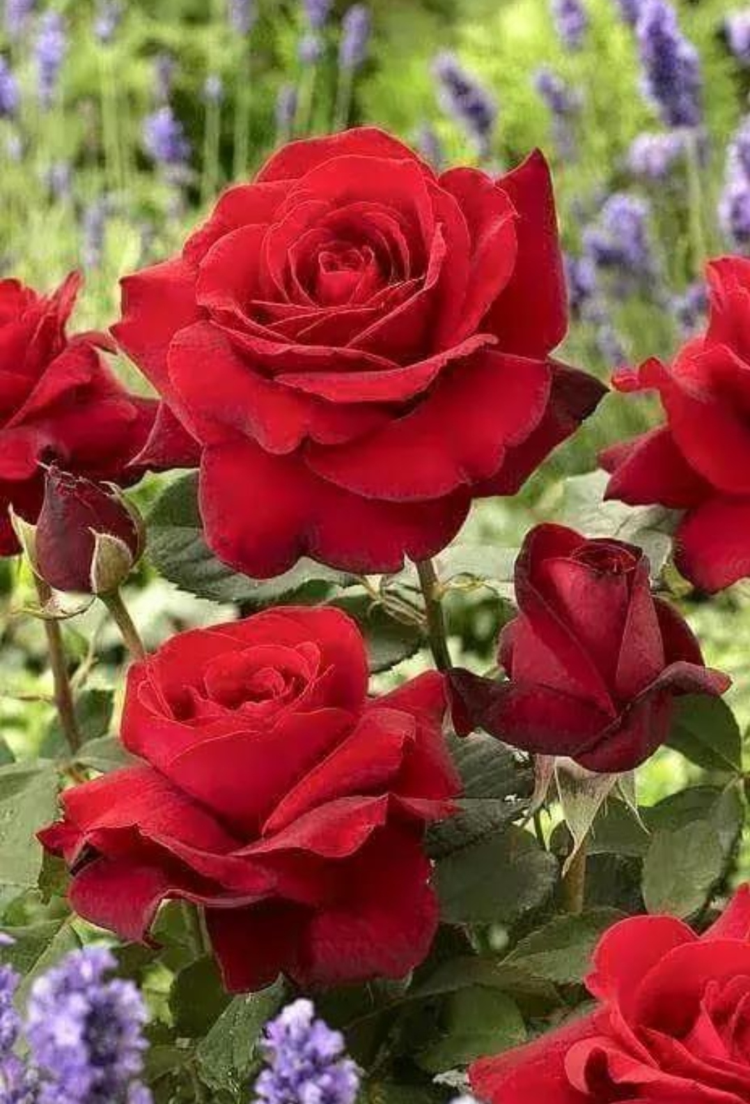 这丛玫瑰在绿叶的映衬下,显得更加娇艳欲滴,仿佛在诉说着无尽的爱意.