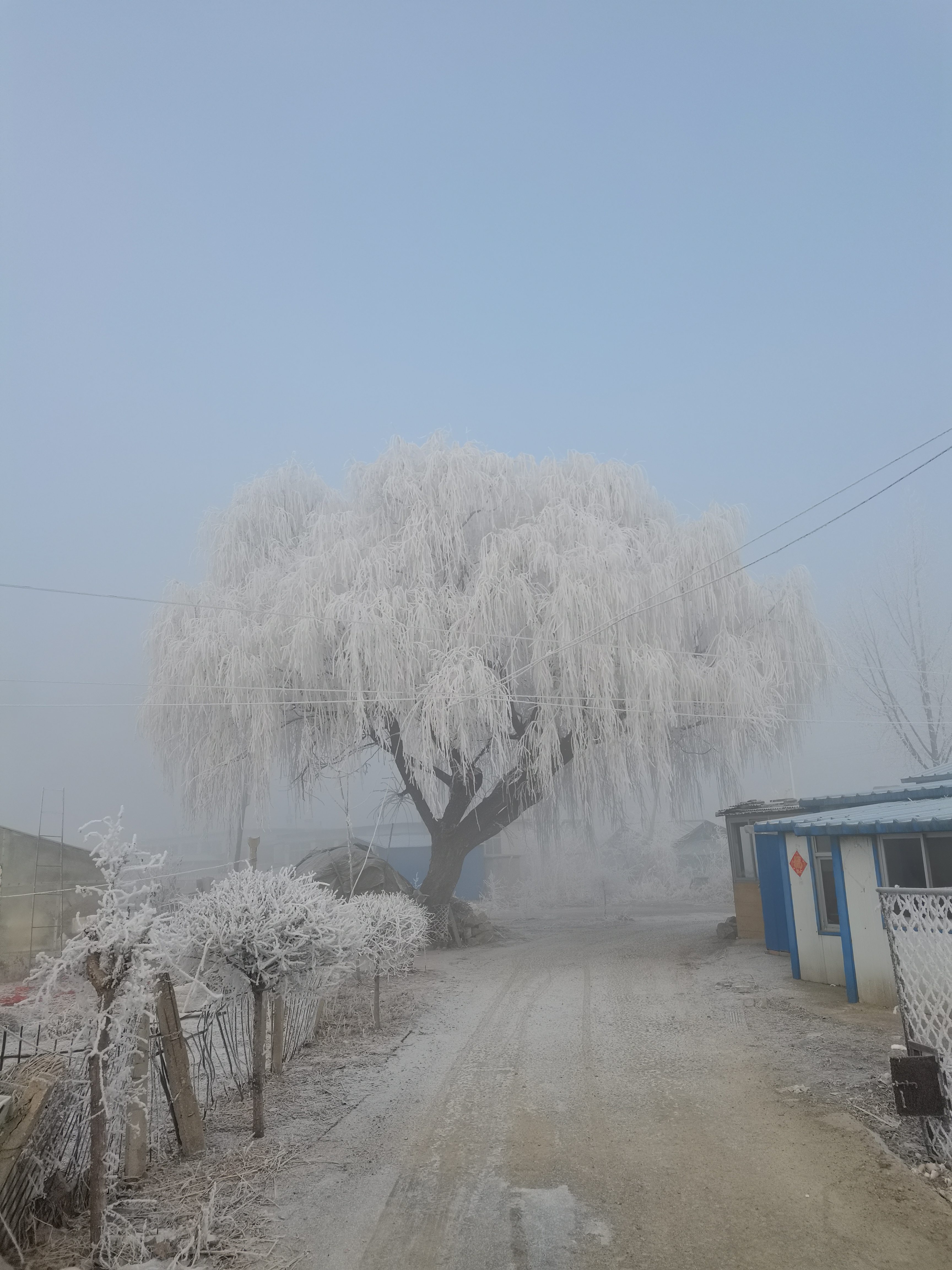 霜和雪的区别是什么图片