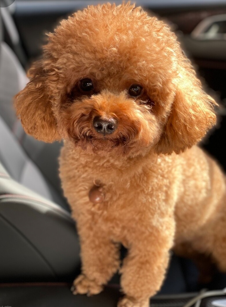 犬# #狗狗# 超级可爱的宝贝坐汽车的后座上,圆圆的眼睛和略大的头部