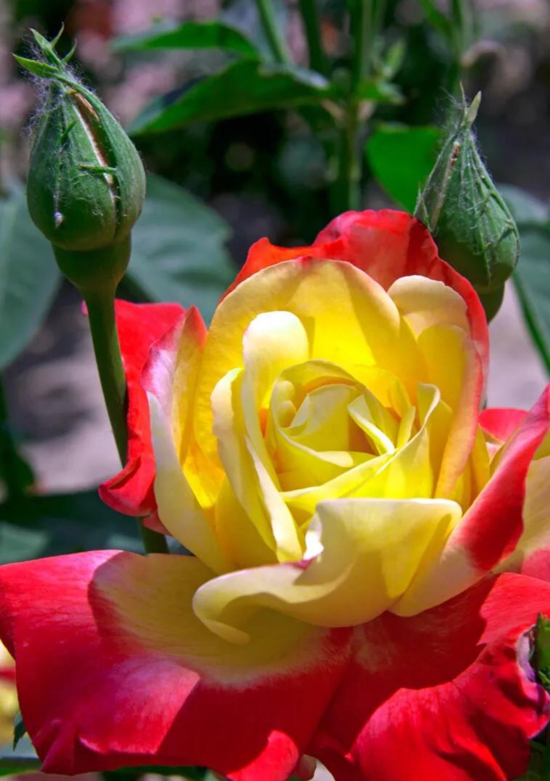 在阳光明媚的日子里,我发现了一朵令人惊艳的红黄玫瑰