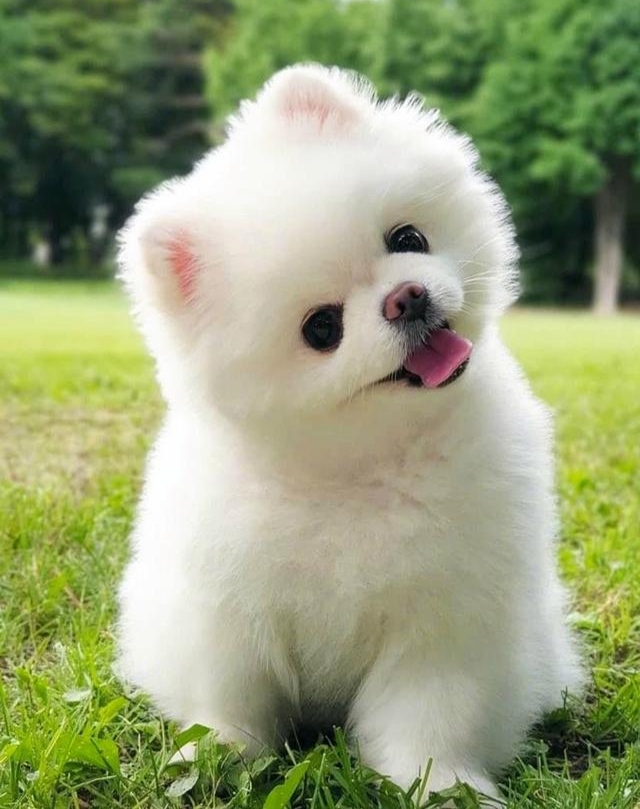 好漂亮的狗狗,它叫白雪,你喜欢吗?