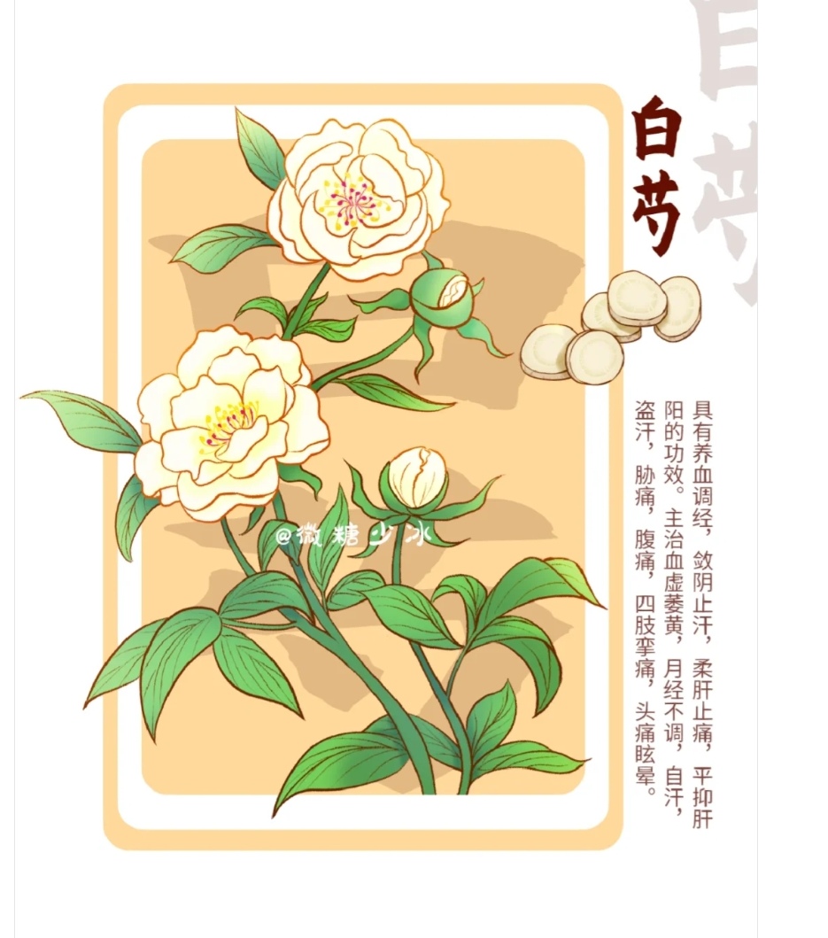 中草药# 中草药白芍绘画