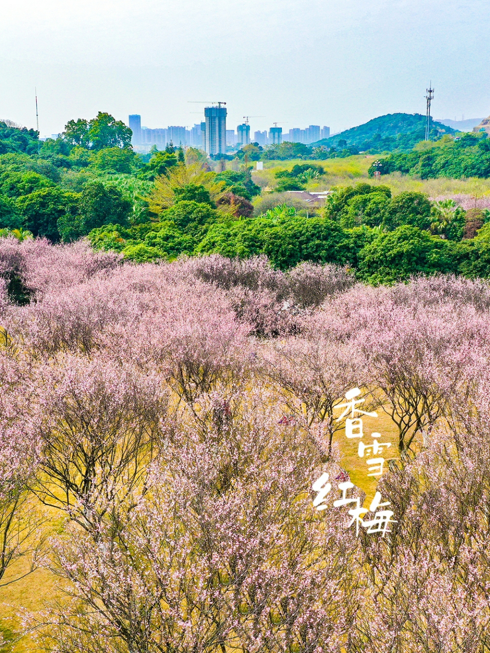 广州萝岗香雪公园梅花图片