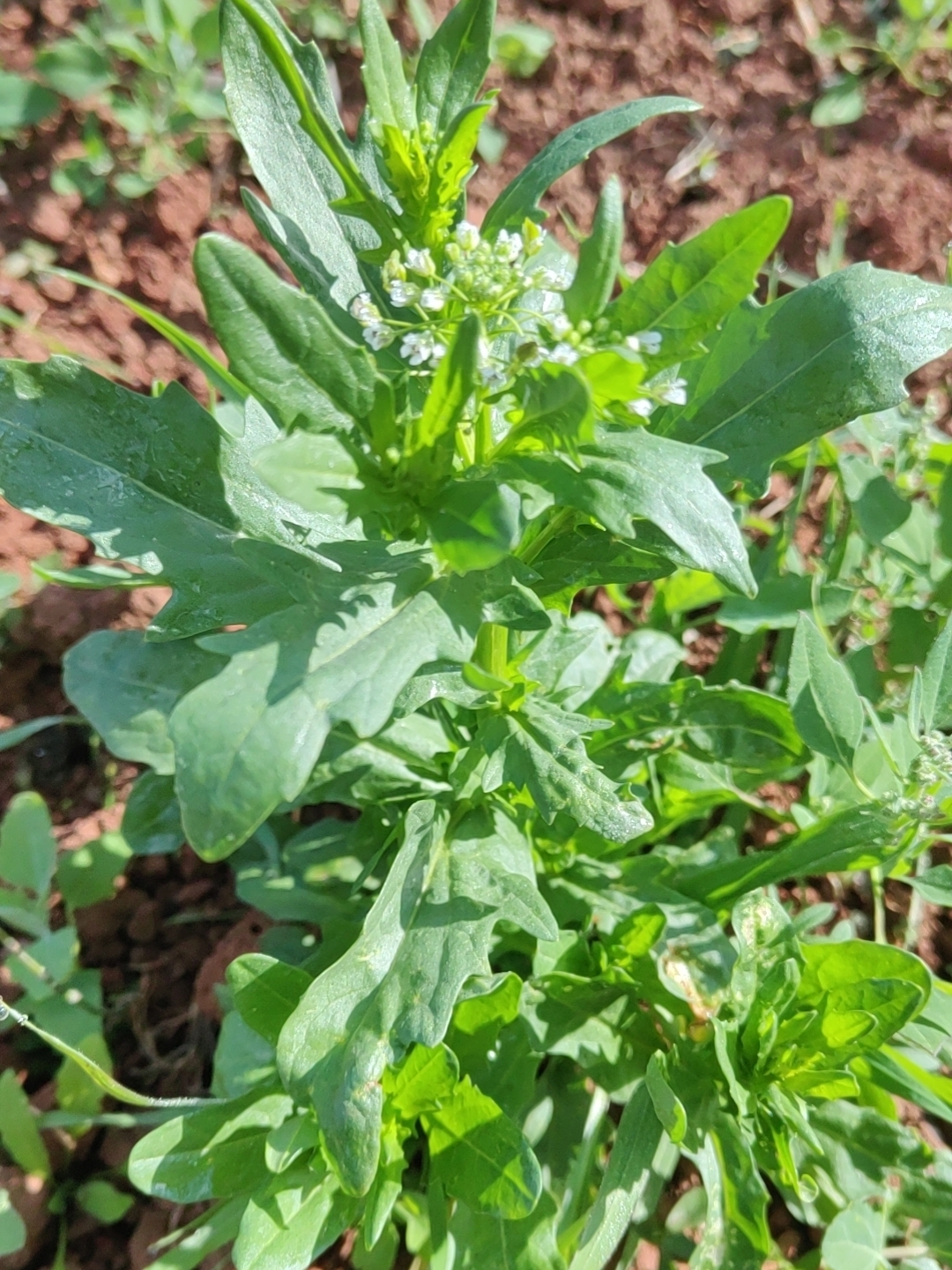 绣地农场的小野菜,上网搜索比对,原来它叫菥蓂,是一味药材,清热解毒