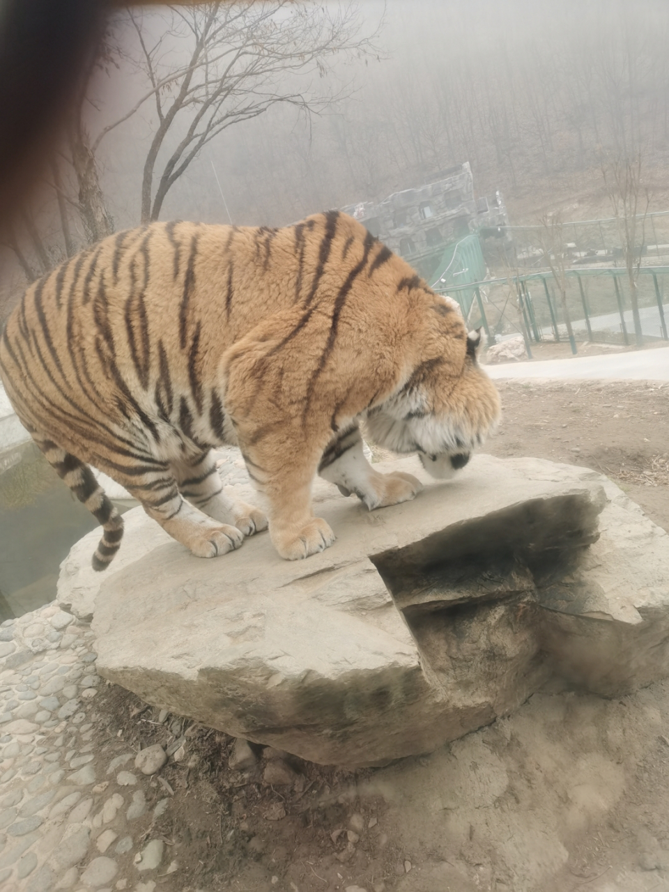 小猫.[大笑]