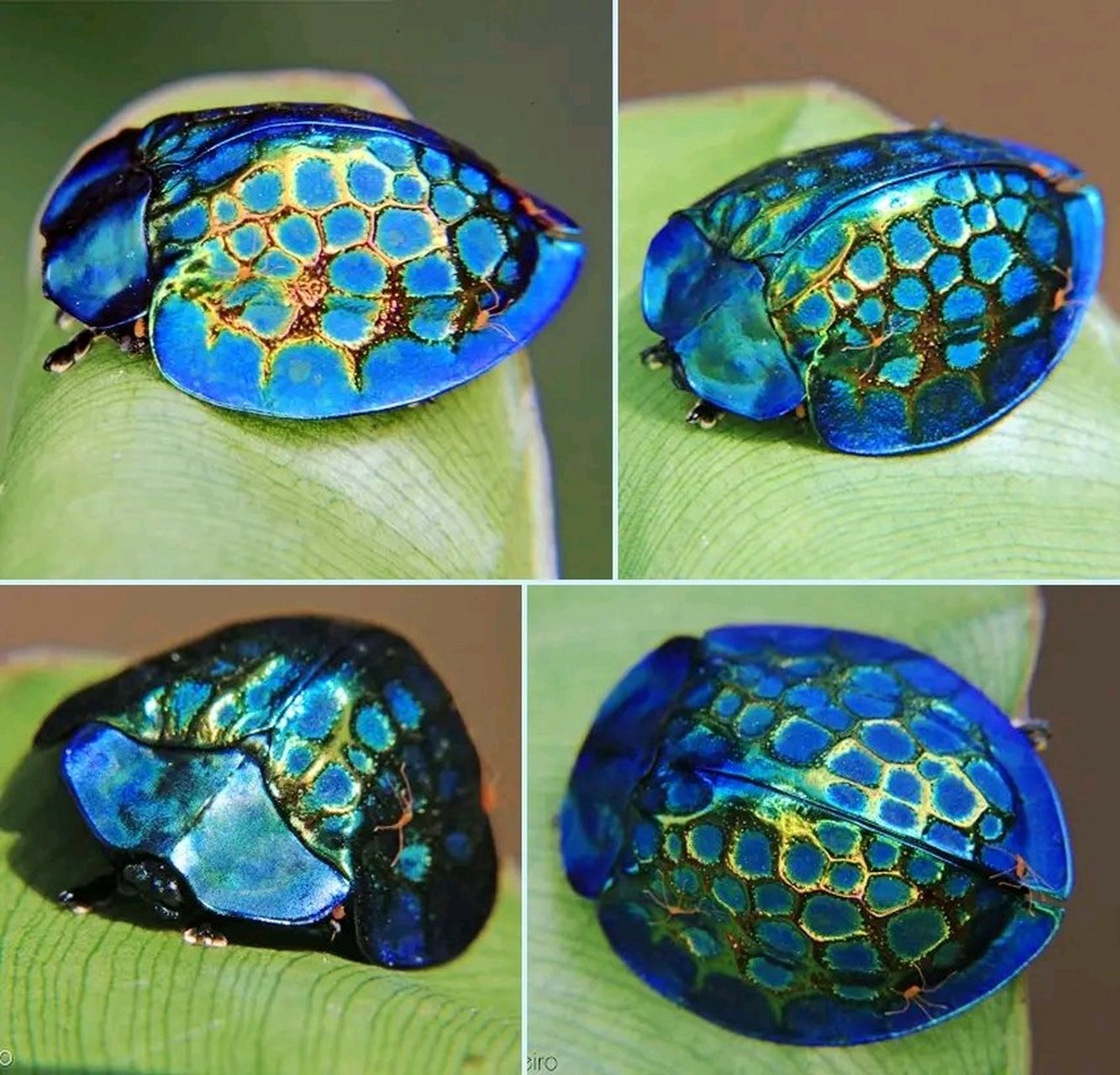 帝王龟甲虫是原产于亚马逊和大西洋雨林的一种甲虫,属于叶甲虫科.