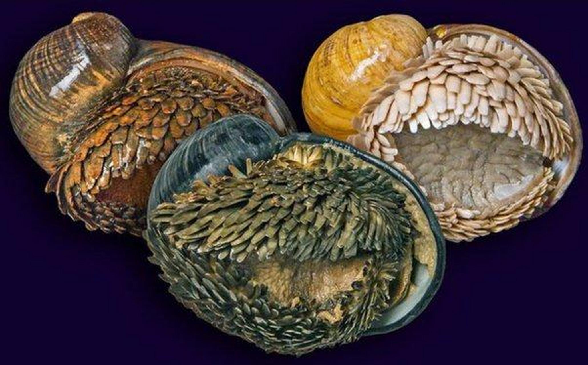 火山蜗牛(volcanic snail)是一种神奇的动物.