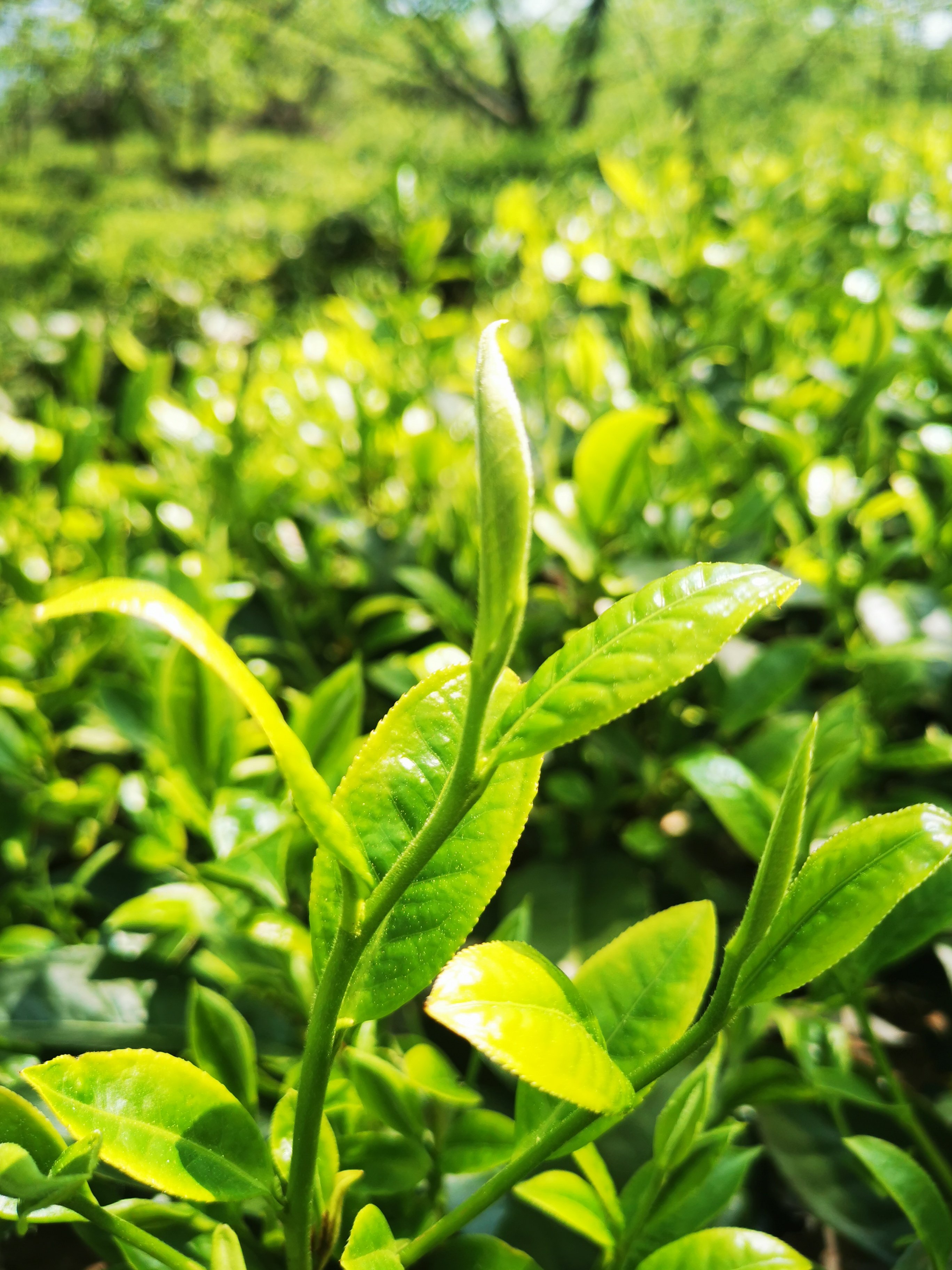 95深绿色的新鲜茶叶,在阳光下泛着迷人的光泽,仿佛是大自然的馈赠.