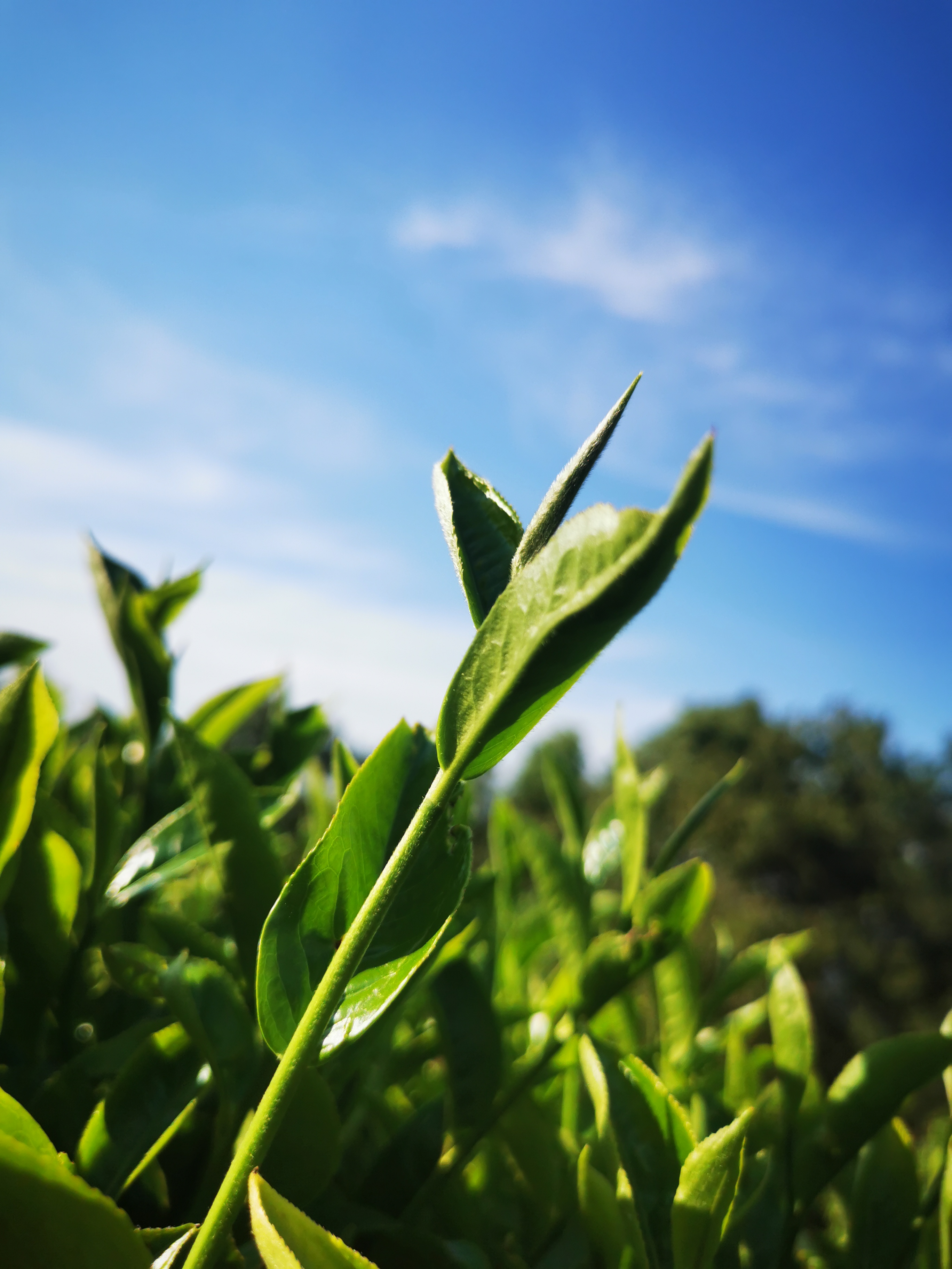 清晨的阳光斜斜地洒在茶园上,仿佛给每一片茶叶都镀上了一层金边