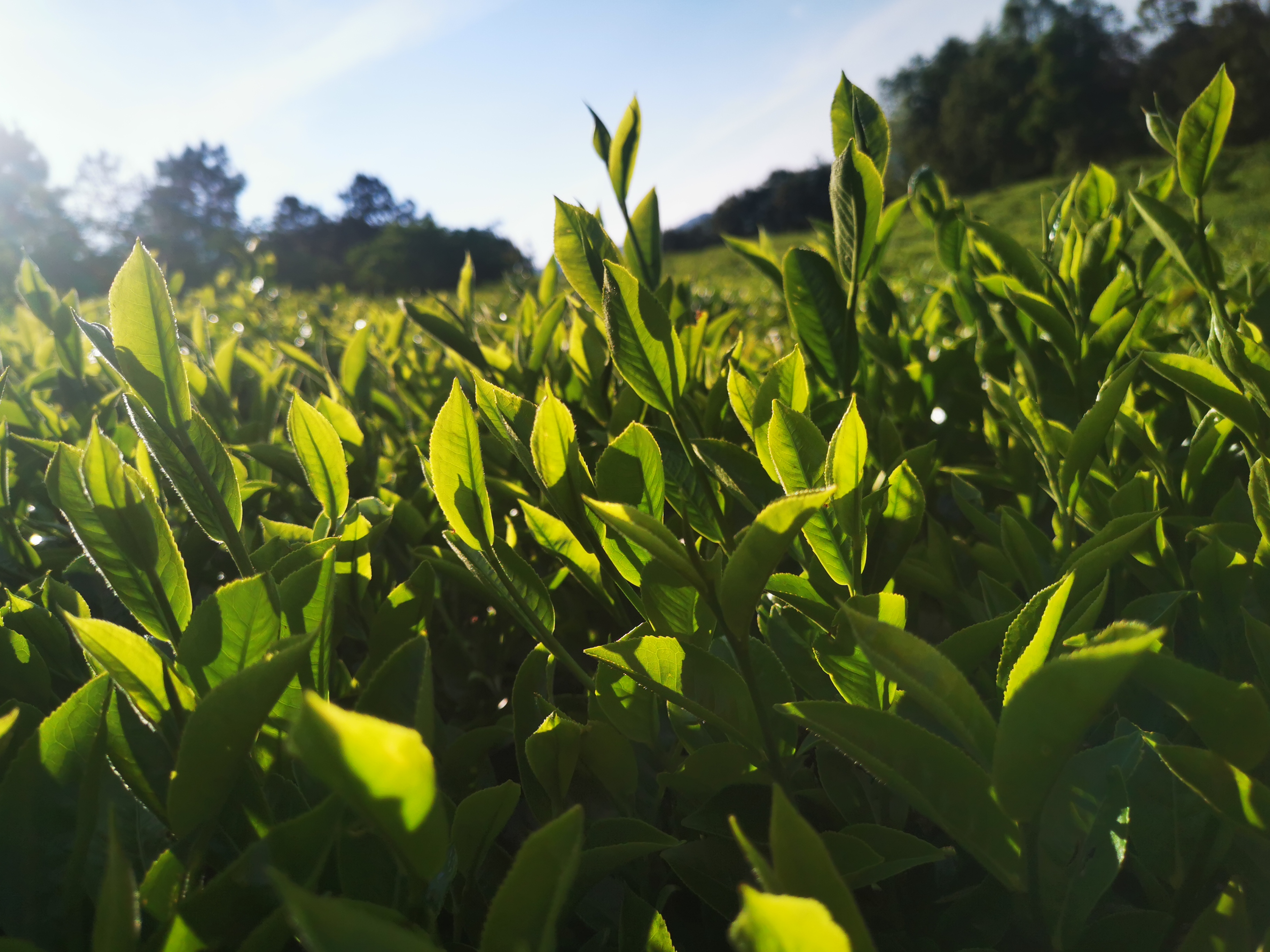 清晨的阳光斜斜地洒在茶园上,仿佛给每一片茶叶都镀上了一层金边.