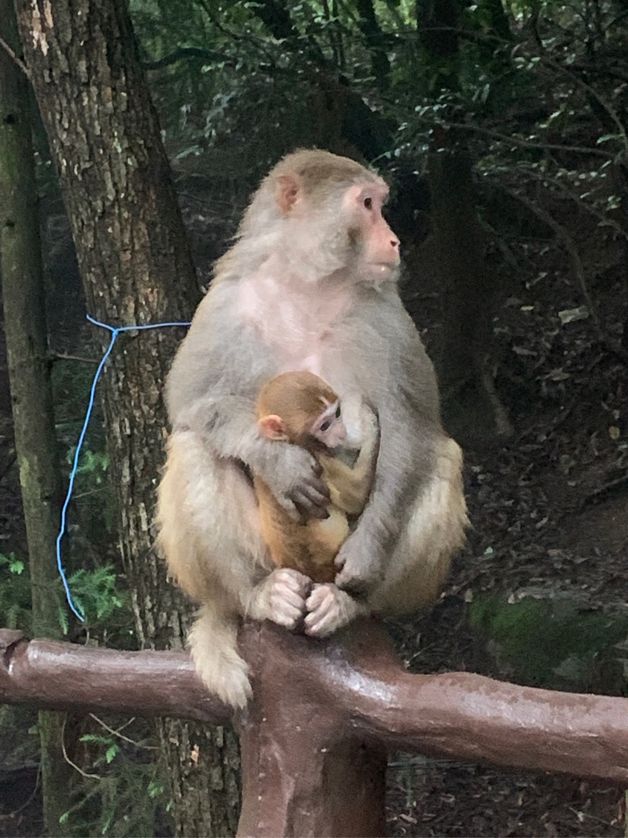 猴妈妈与猴宝宝的温馨时刻  坐在公园的栏杆上