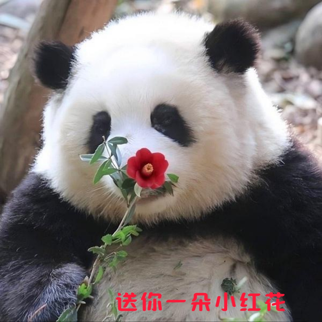 可爱国宝表情包,心情美美哒!