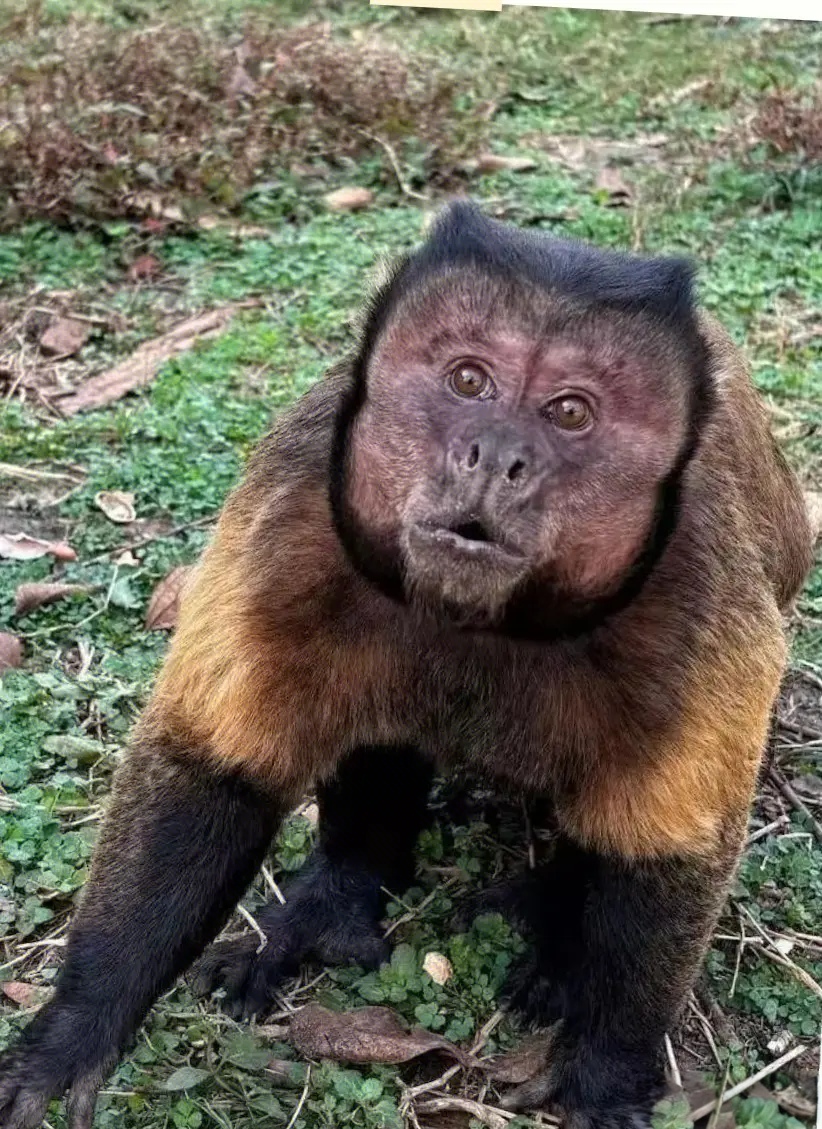 合肥野生动物园顶流黑帽悬猴"大壮"没了,死因公布