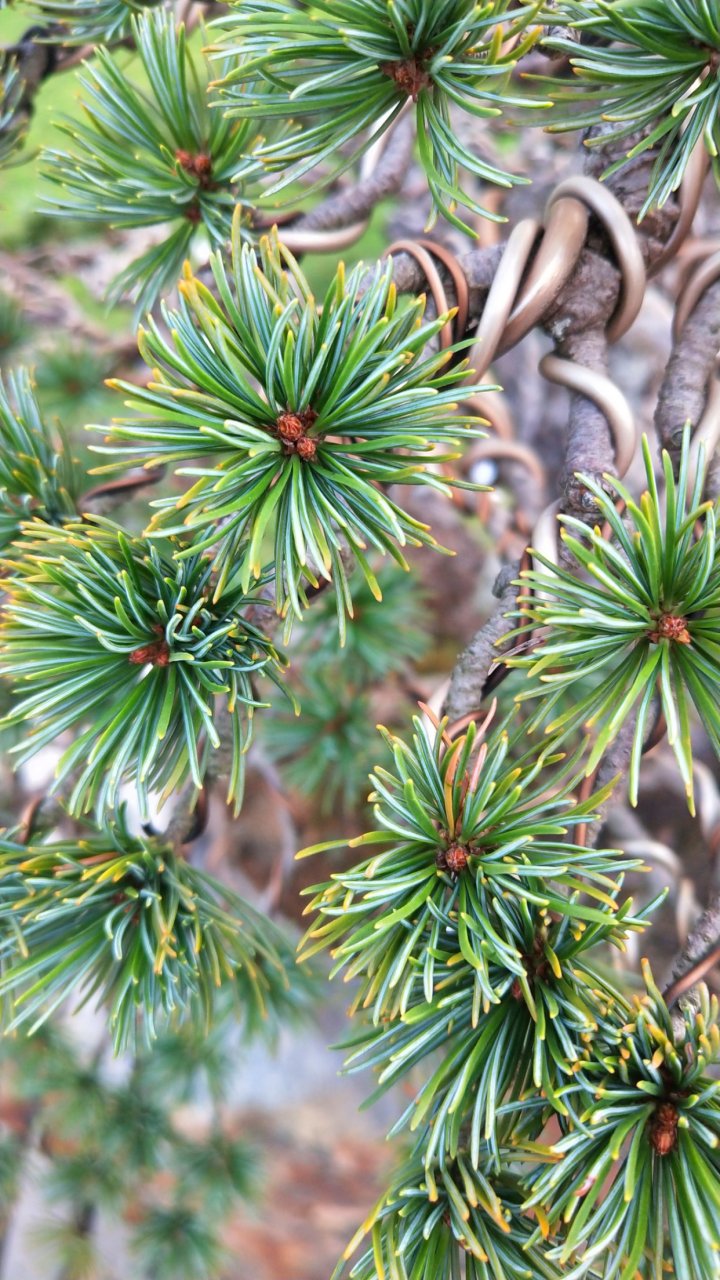 每根枝条后,都缠着一圈圈的线 被人为定型成被人的喜好的造型 听说