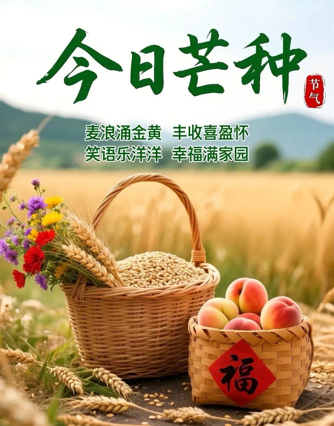 光水果麦穗丰收图片夏天丰收的图片田里的自己种的麦穗图片蓝天丰收