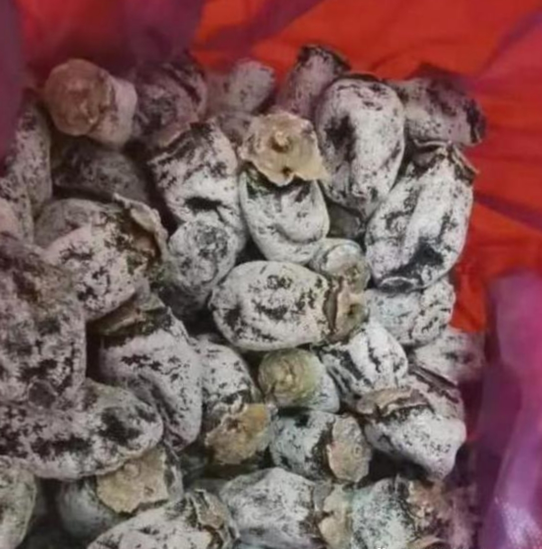 柿饼给我,说她自已做的,回到家打开袋子都懵了,这都发霉了还能吃吗?