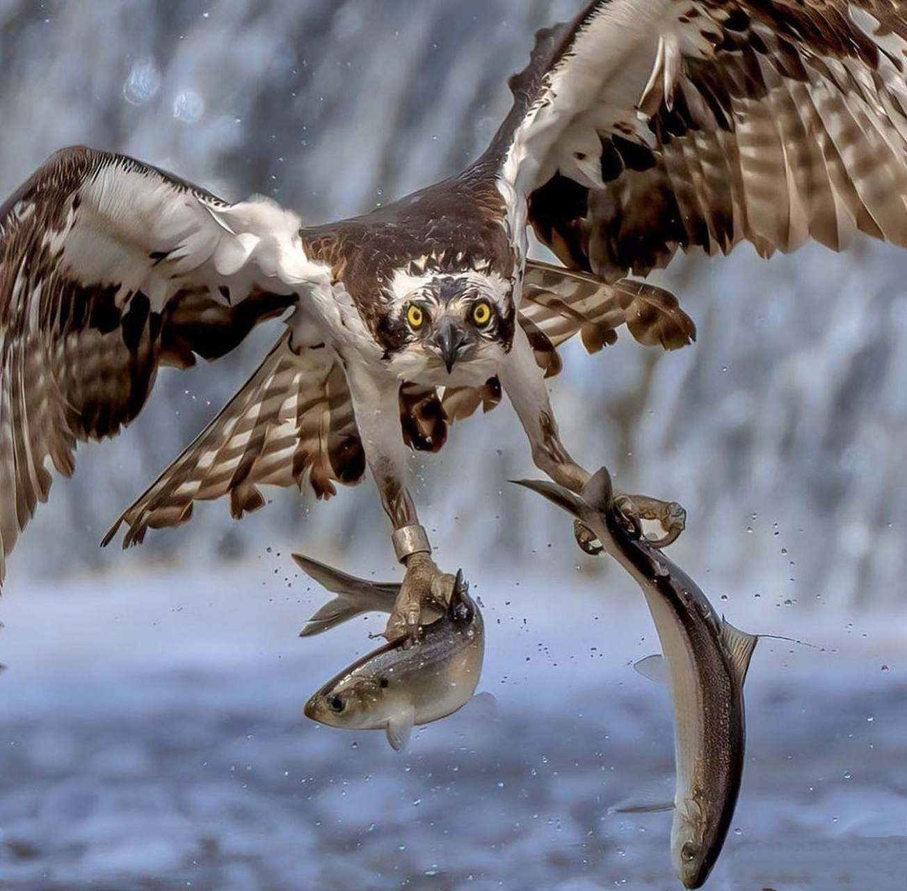 有尖牙利爪的温顺才更让人赞叹和敬服!