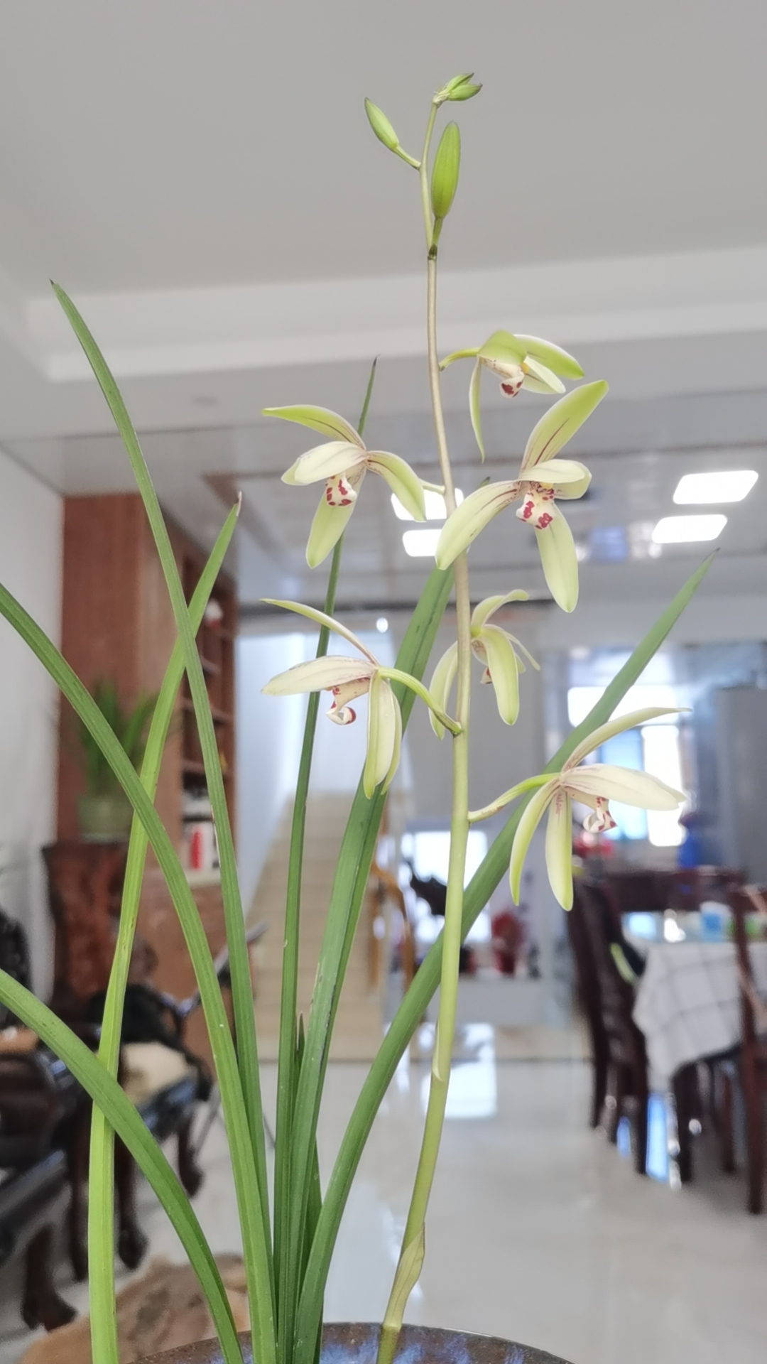 这是建兰什么品种?