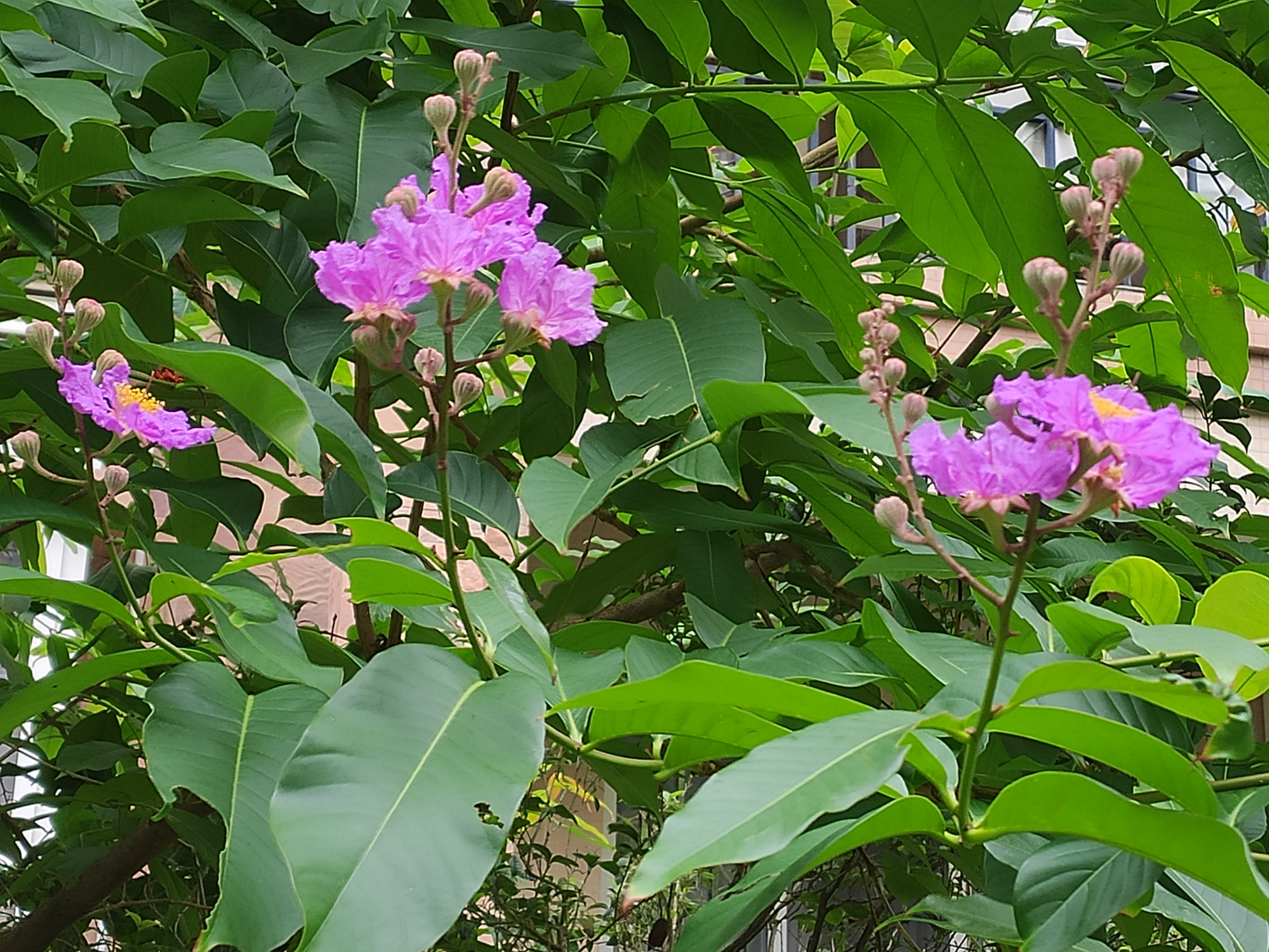 拍摄大花紫薇