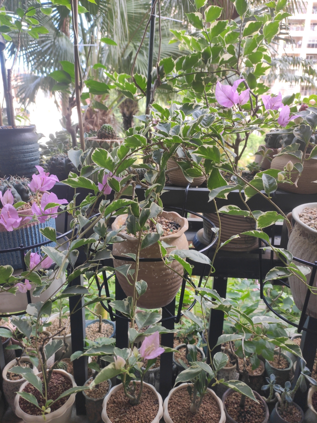 第一张相片是银边深紫,第二和第三张相片是银边浅紫,花友们看出来区别