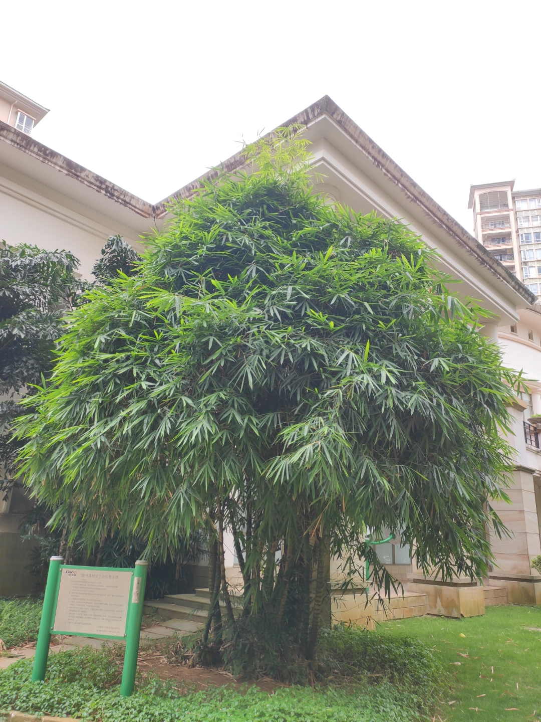 这种竹子(佛肚竹)你们见过吗?[嘻嘻]