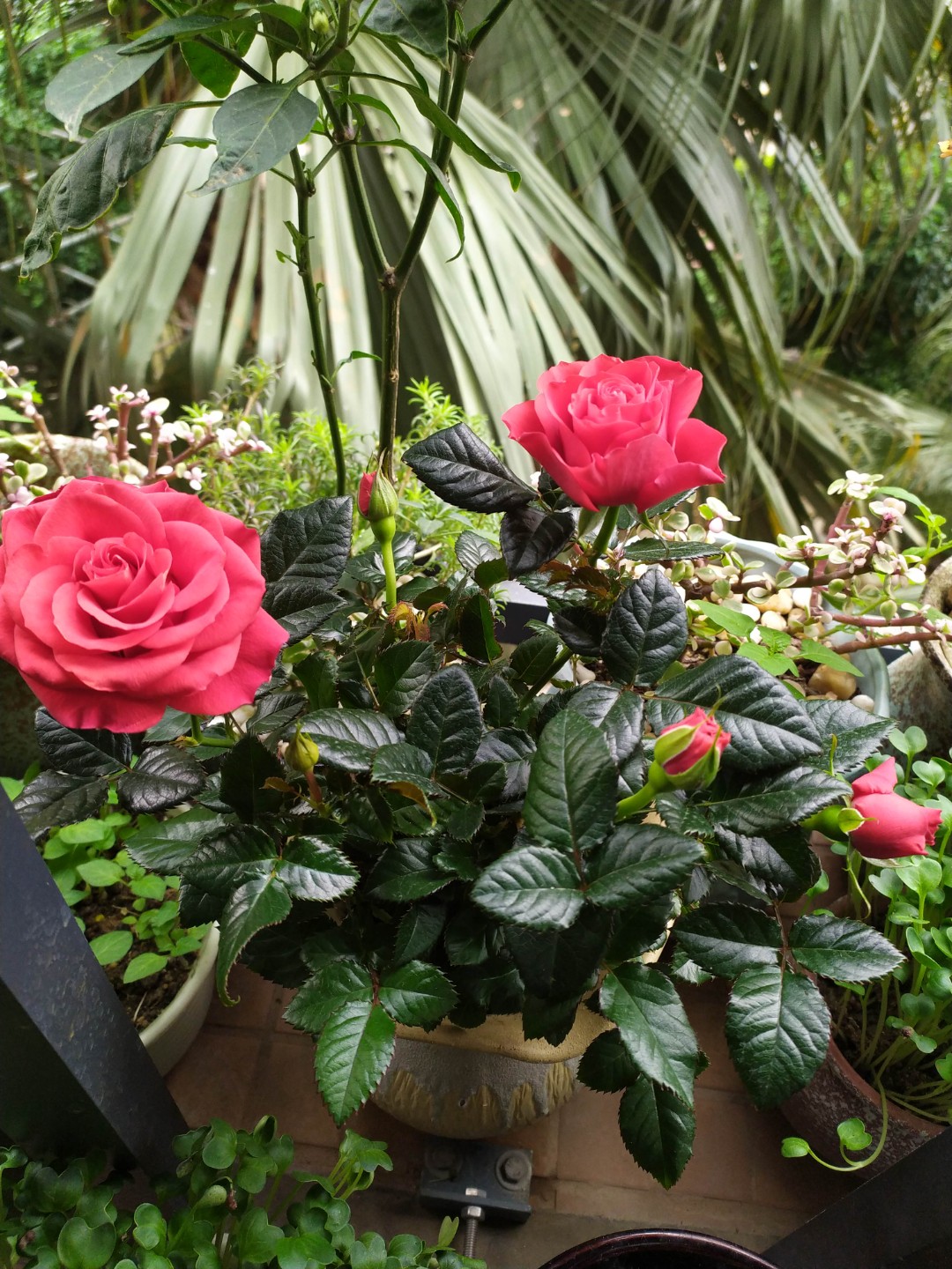 朋友家种的虎刺梅开花了,花很鲜艳,但主杆上满身的刺长得太吓人了,我