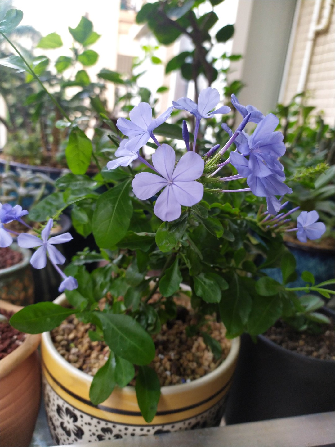 蓝雪花开