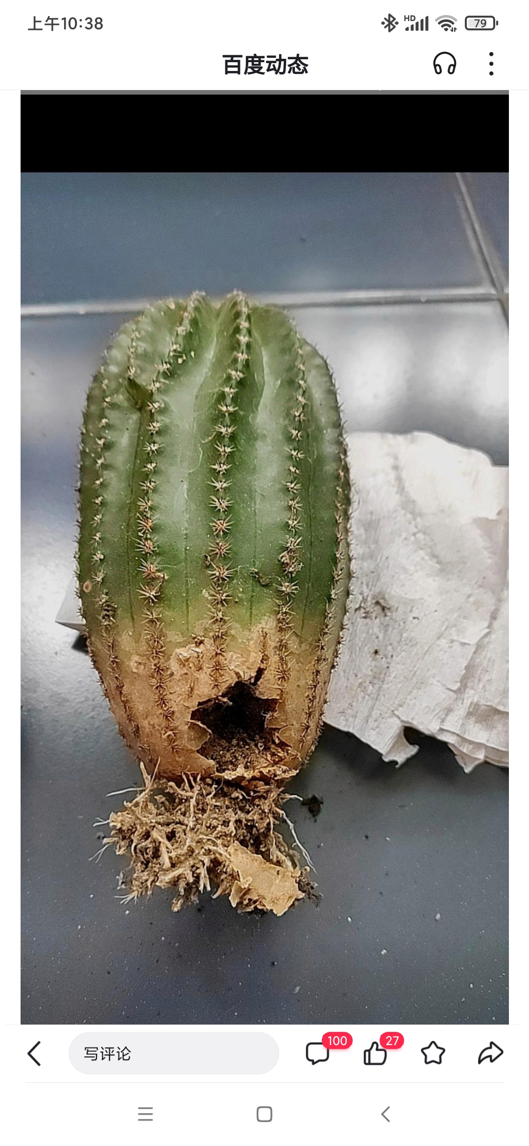 这个卖家已经退款的黑金刚仙人球已经种活了,并且长出了很多小球,想