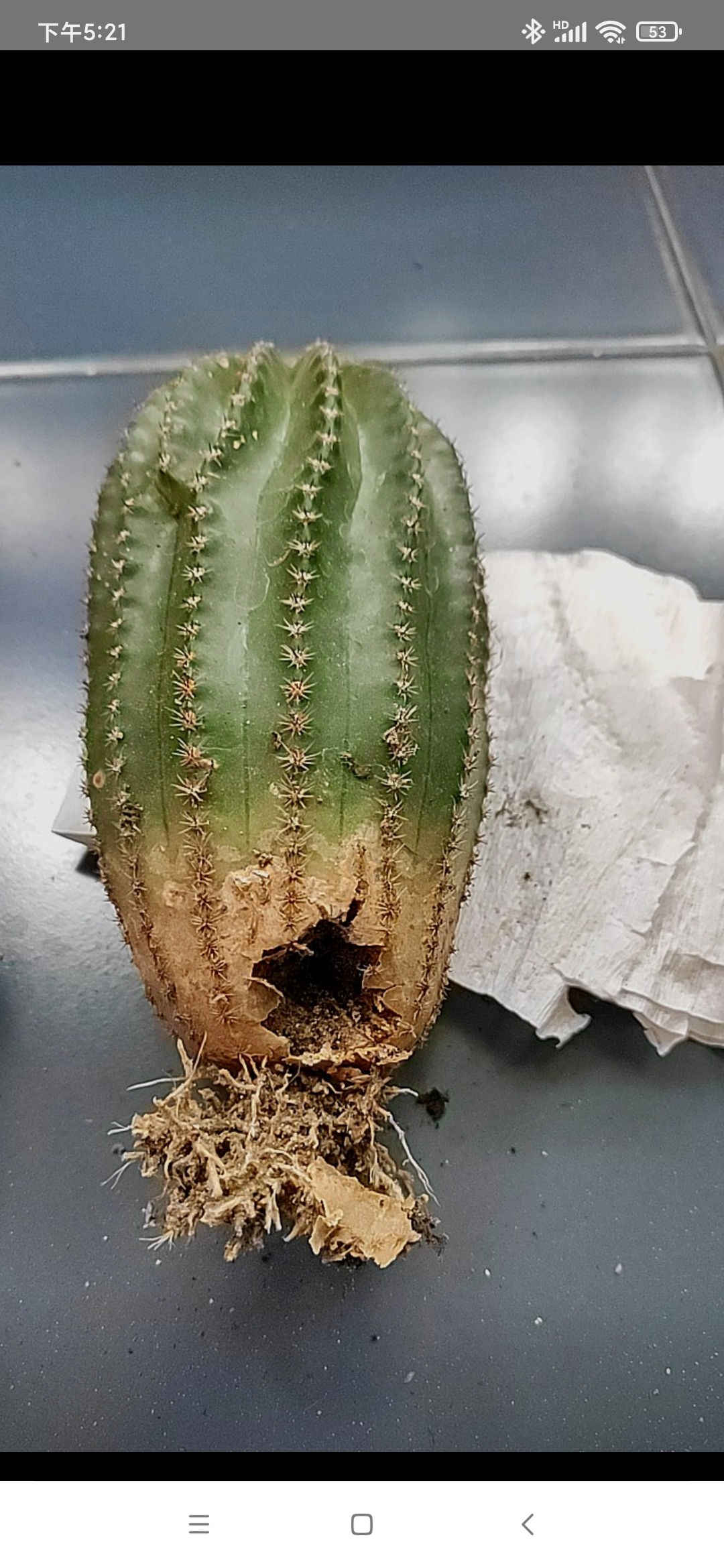 网购了一个黑金刚仙人球,谁知道打开包装是这个样子的,但里面是硬的