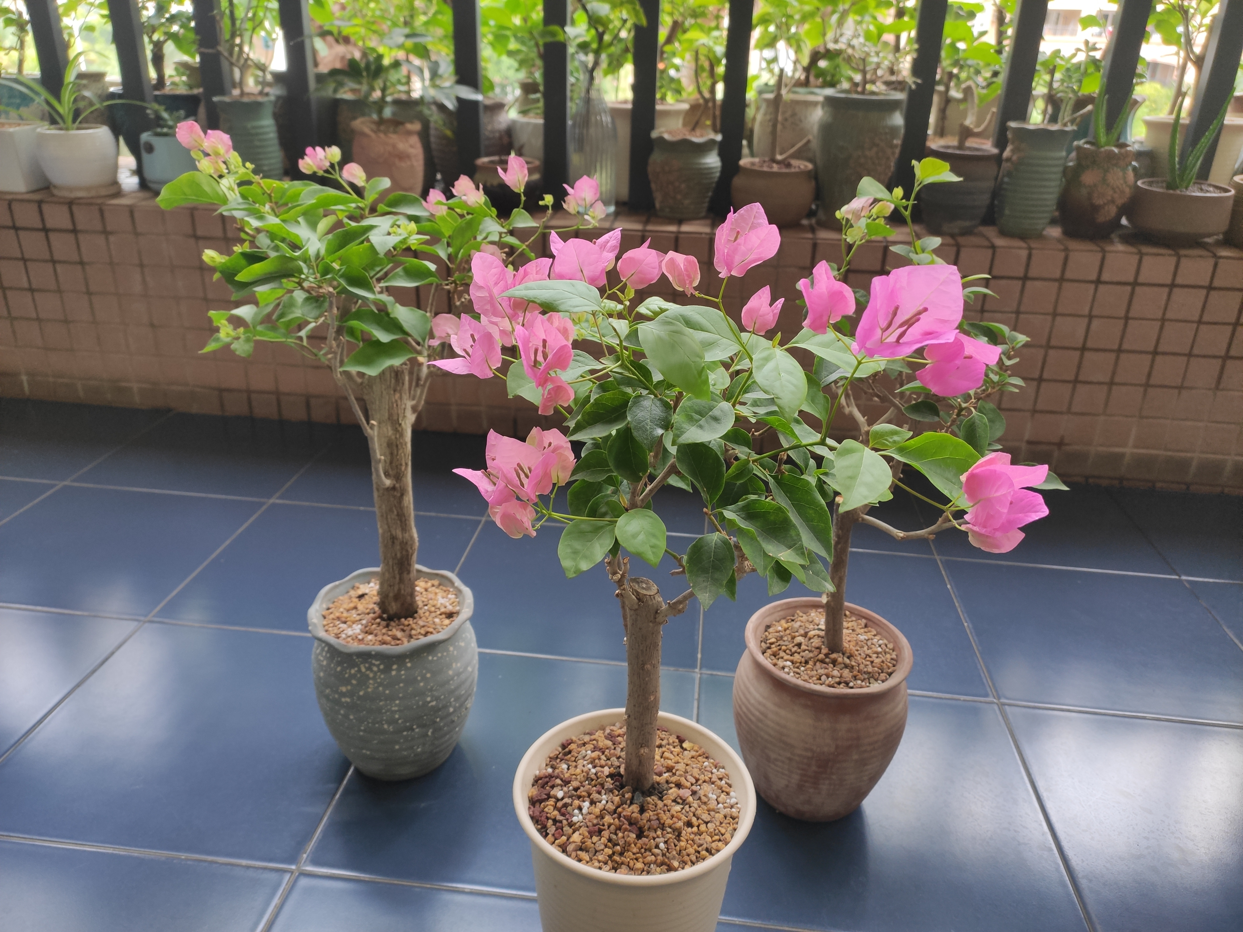 最勤花的三角梅品种我已经帮花友们找到了,那就是绿叶宫粉.