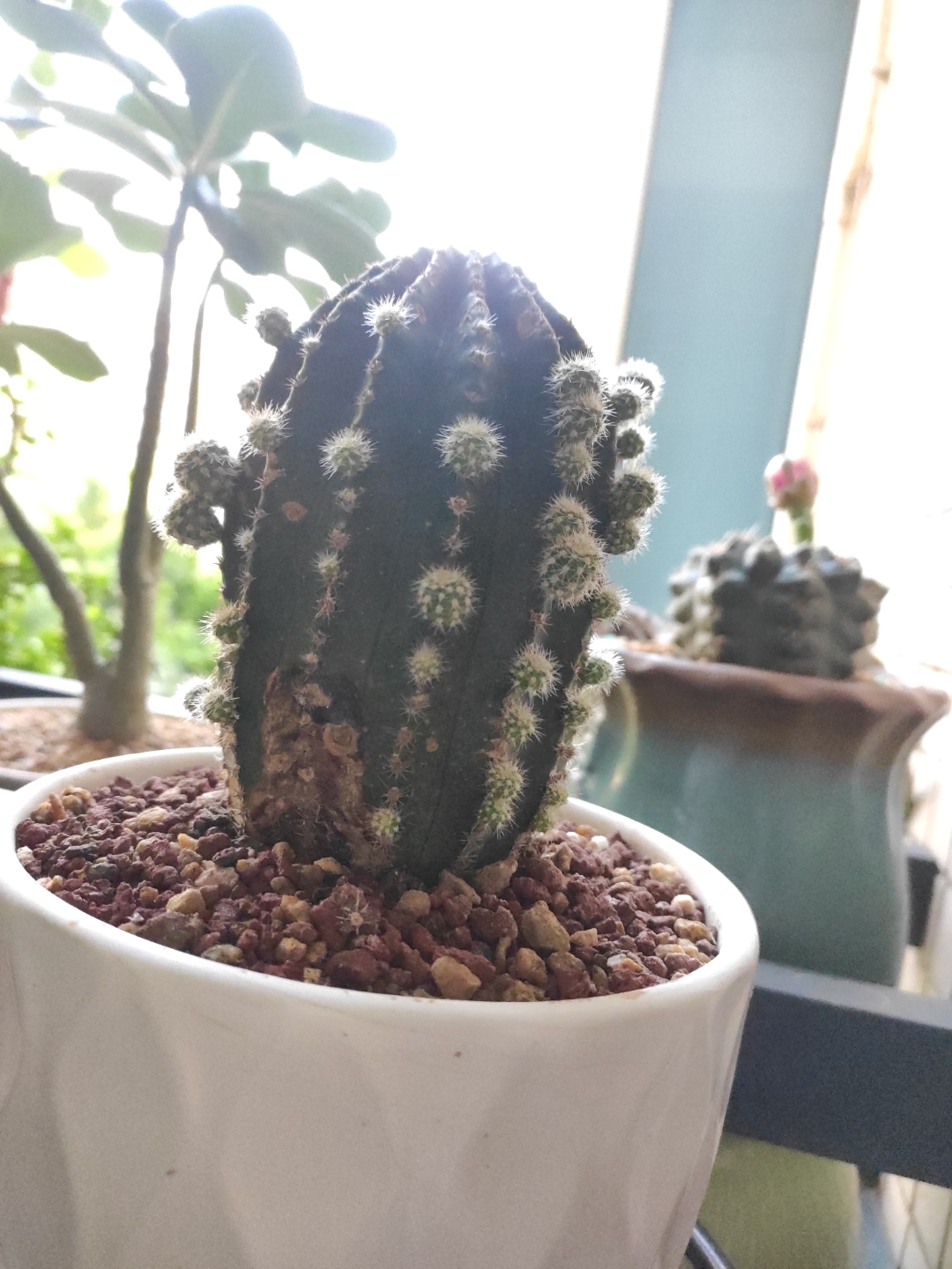 这个卖家已经退款的黑金刚仙人球已经种活了,并且长出了很多小球,想