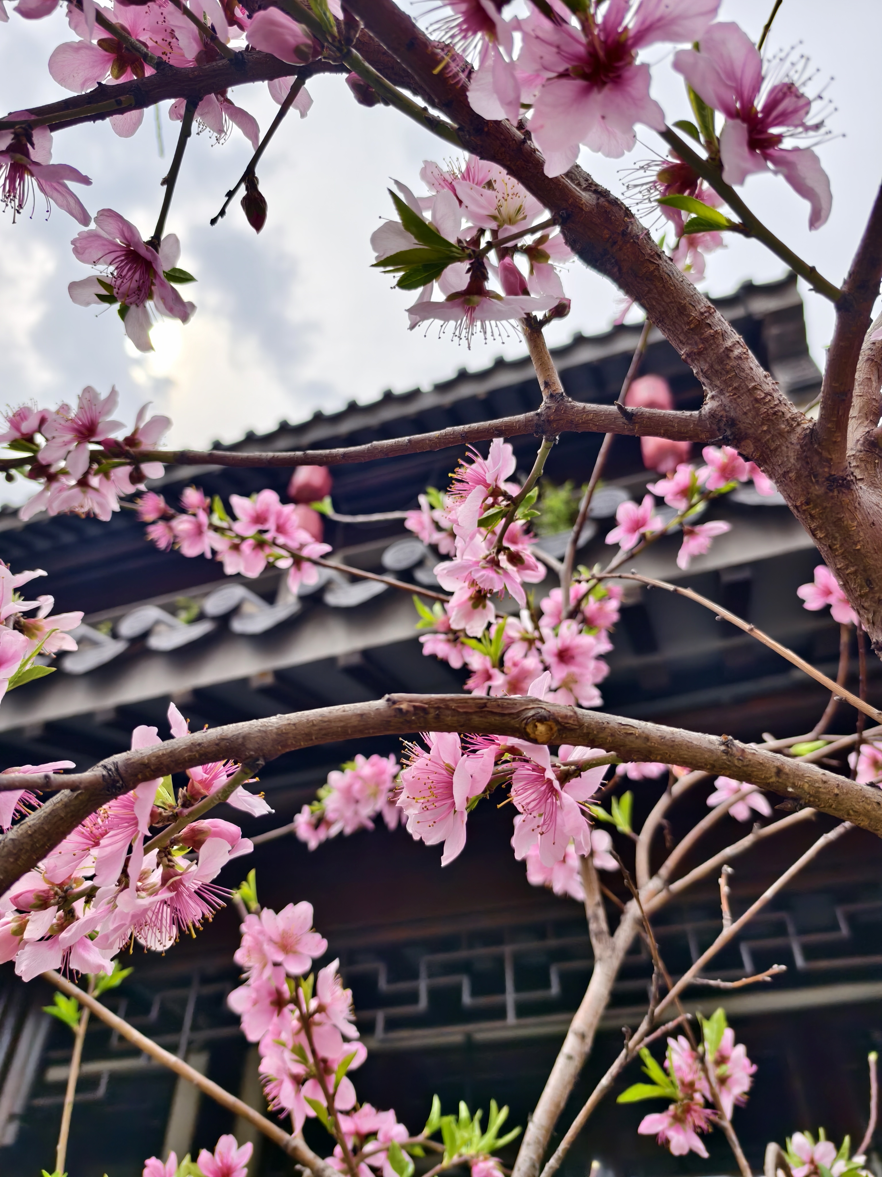 《红楼梦》里的名场面"黛玉葬花"中的花就有桃花