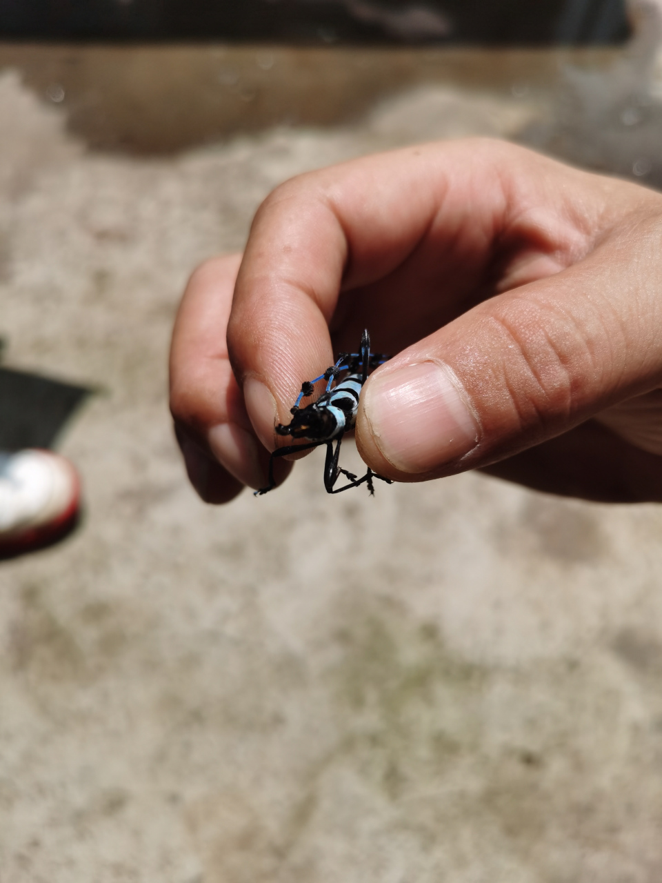 铁牛昆虫  这应该是珍稀品种