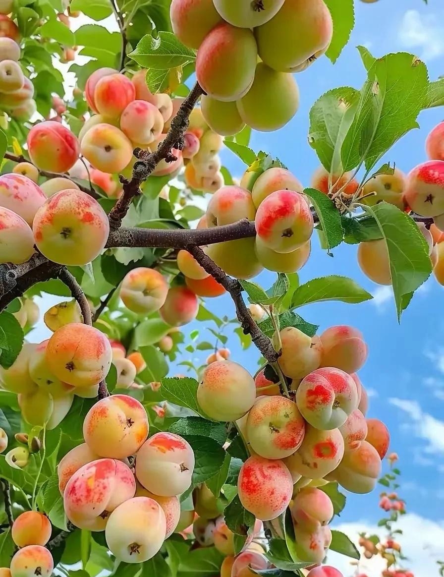这果子长的好多呀!望着这满树的果子,还真是眼馋呢.这是什么果子呢?