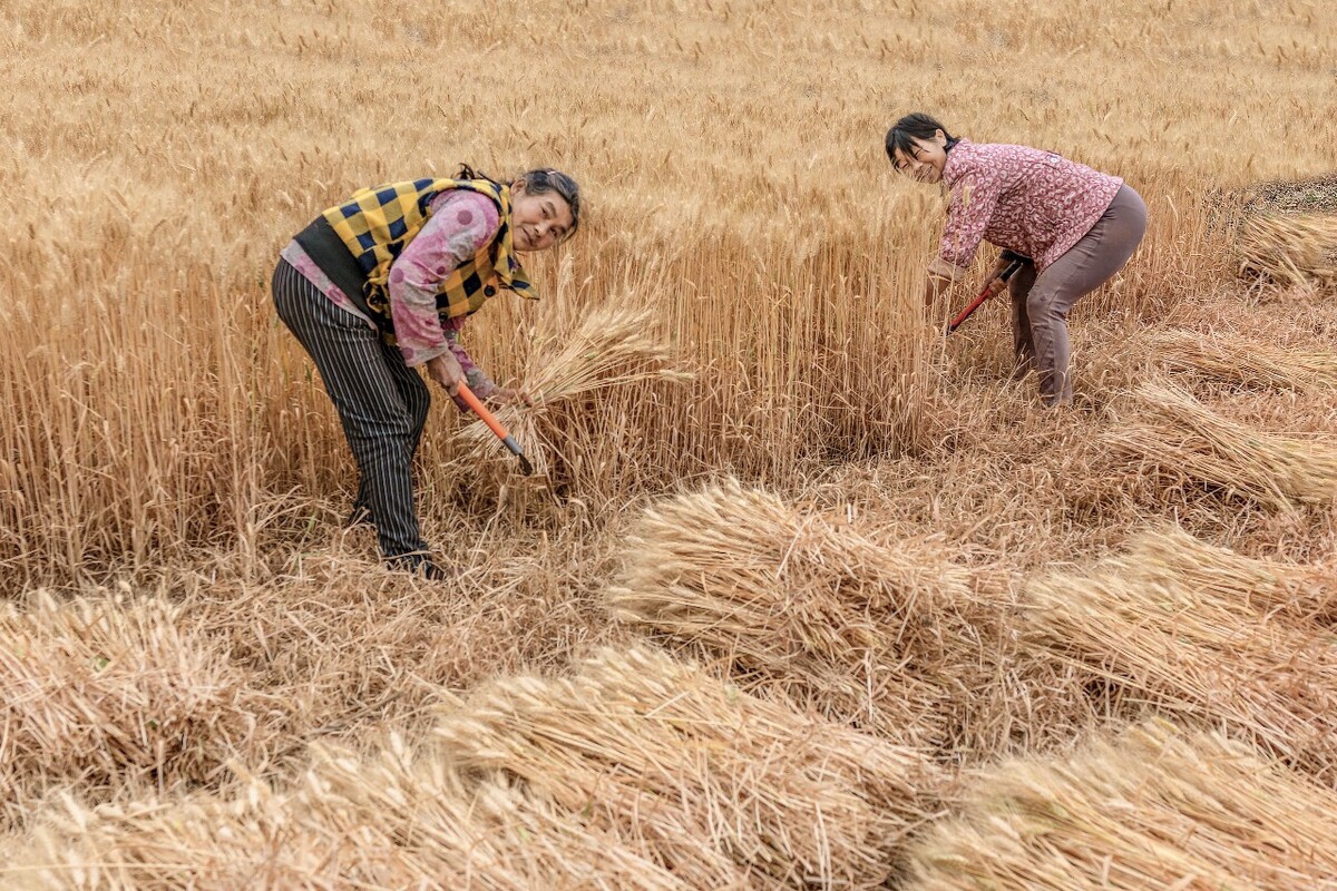 六位农民伯伯,身着五彩斑斓的衣裳,在金黄的麦田中忙碌着,仿佛一幅