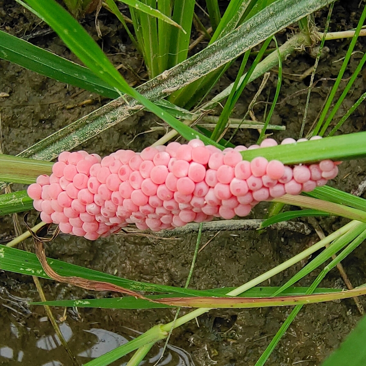 傍晚去河边走走,发现河岸边,草丛里到处都是粉红色的福寿螺卵