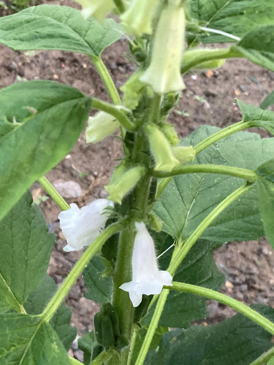 芝麻,又名脂麻,胡麻(学名:sesamum indicum),是胡麻的籽种,一年生直立