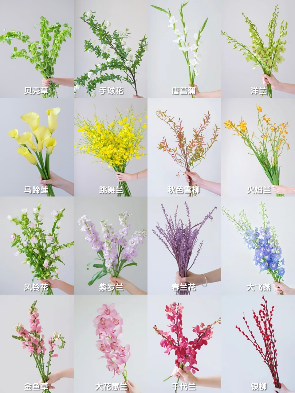识花系列|16种花店常用线性花材!