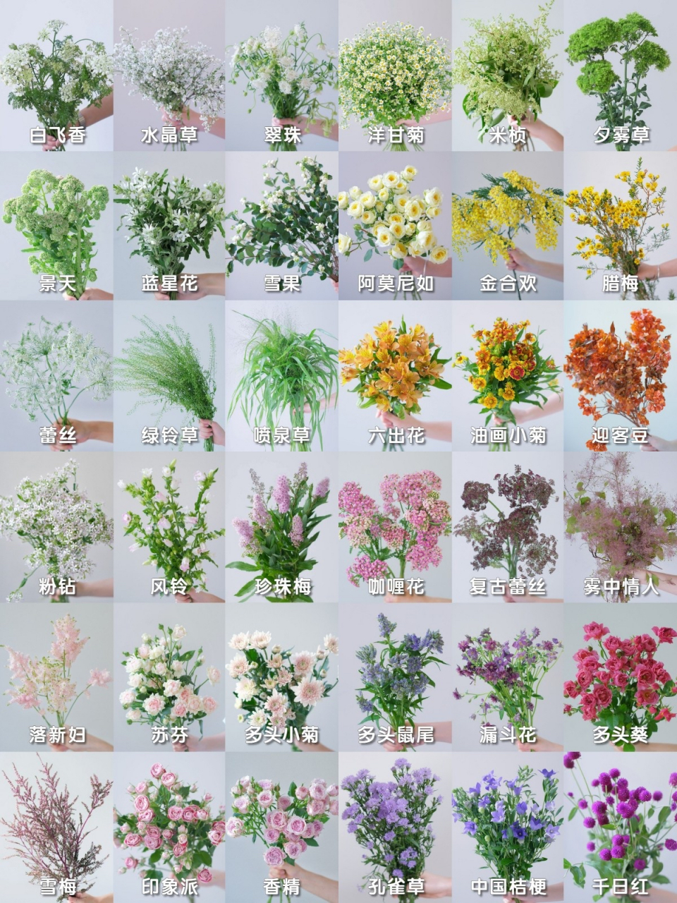 填充花材,实用又百搭❗ 	 🌟填充花材