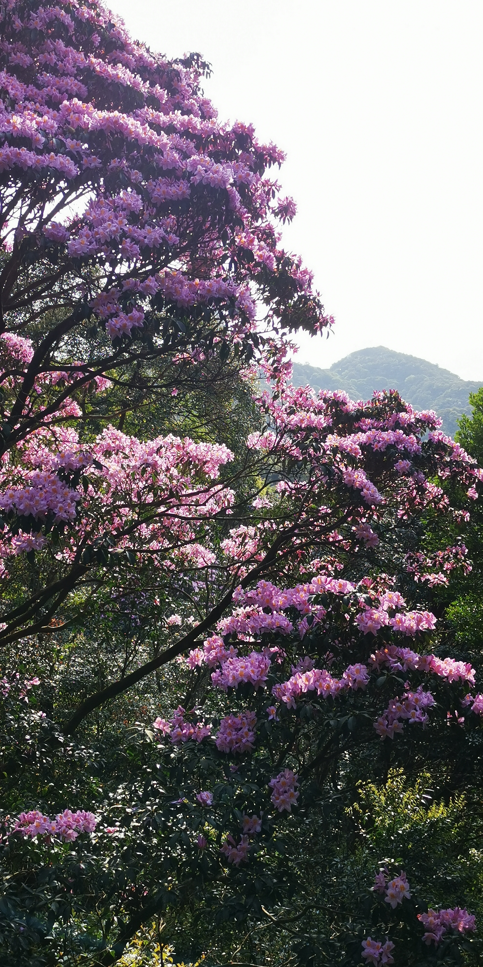 梧桐山杜鹃王