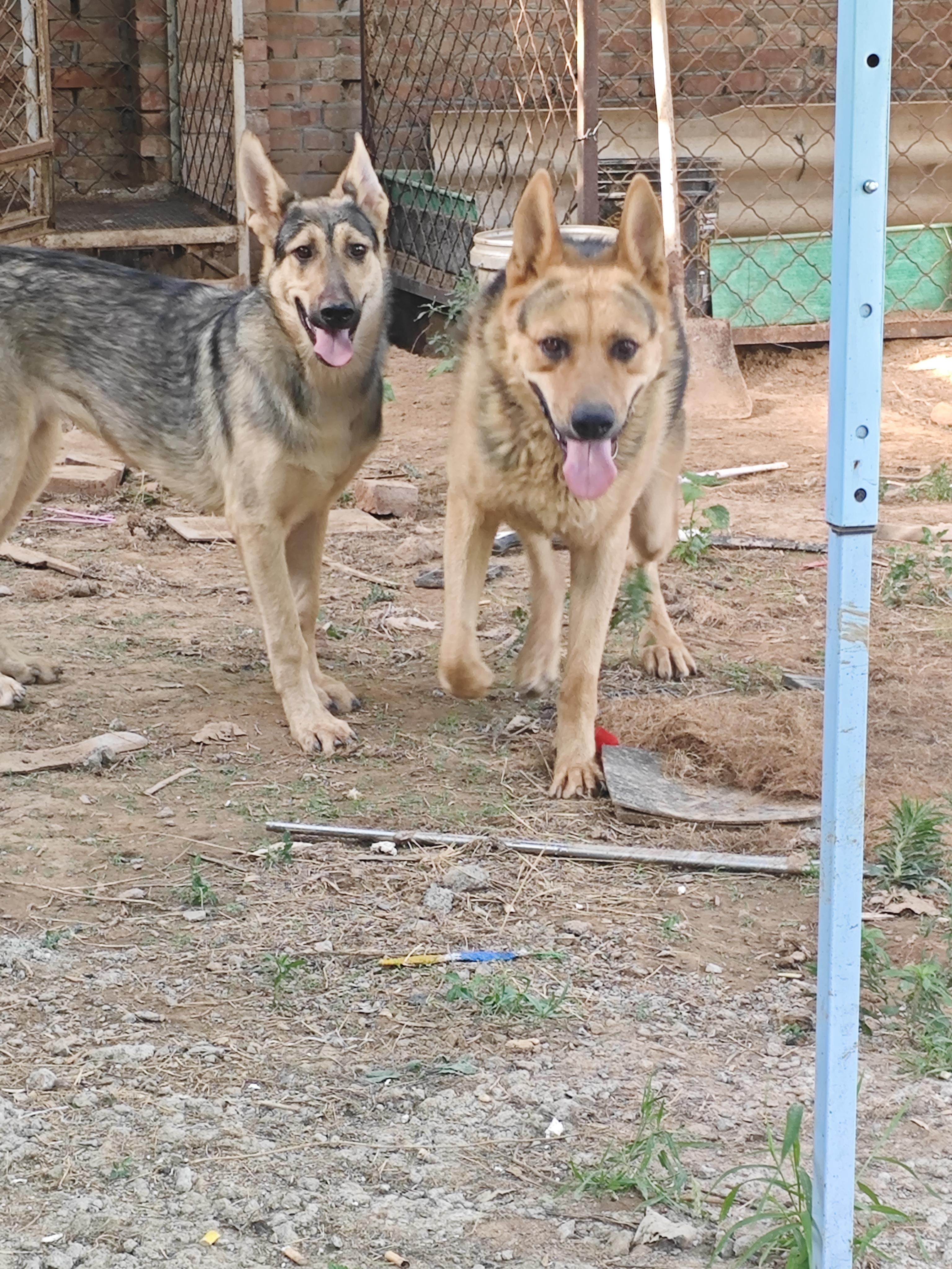 昆明犬杂交土狗图片